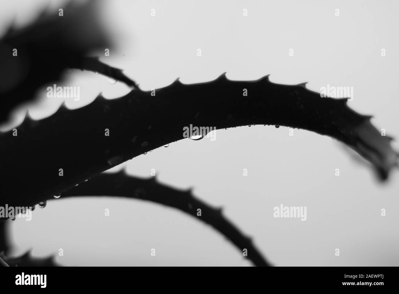 Aloe vera pianta. Wet in pioggia d'inverno, l'odore del suolo, la salute, la casa e tutto ciò che è buono in inverno. Foto Stock