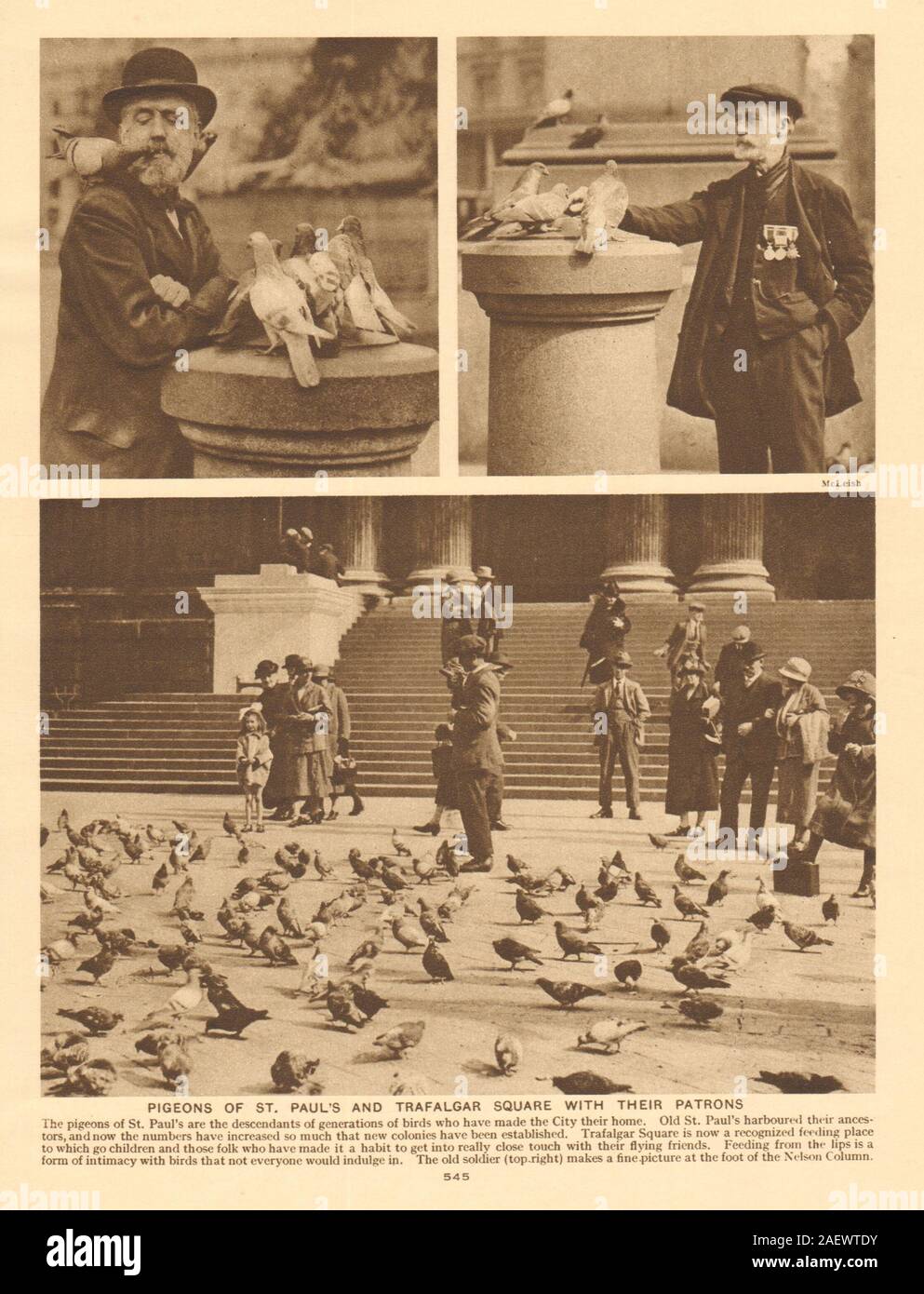 Piccioni di San Paolo e Trafalgar Square con la loro patroni 1926 antica stampa Foto Stock