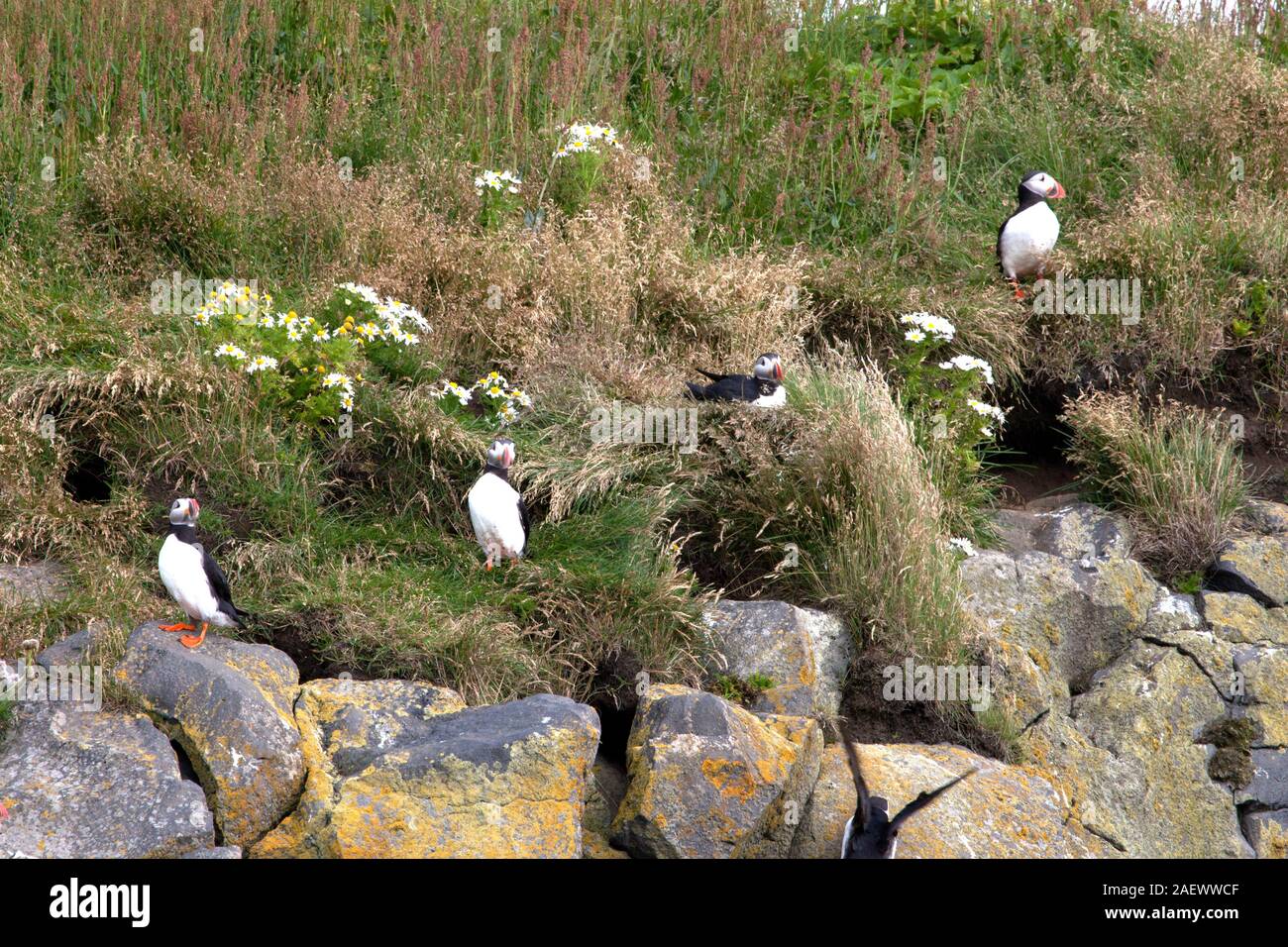 I puffini sono qualsiasi di tre specie di piccole dimensioni di alcids. Essi razza in grandi colonie su rupi costiere o isole offshore. Due specie, i puffini tufted a Foto Stock