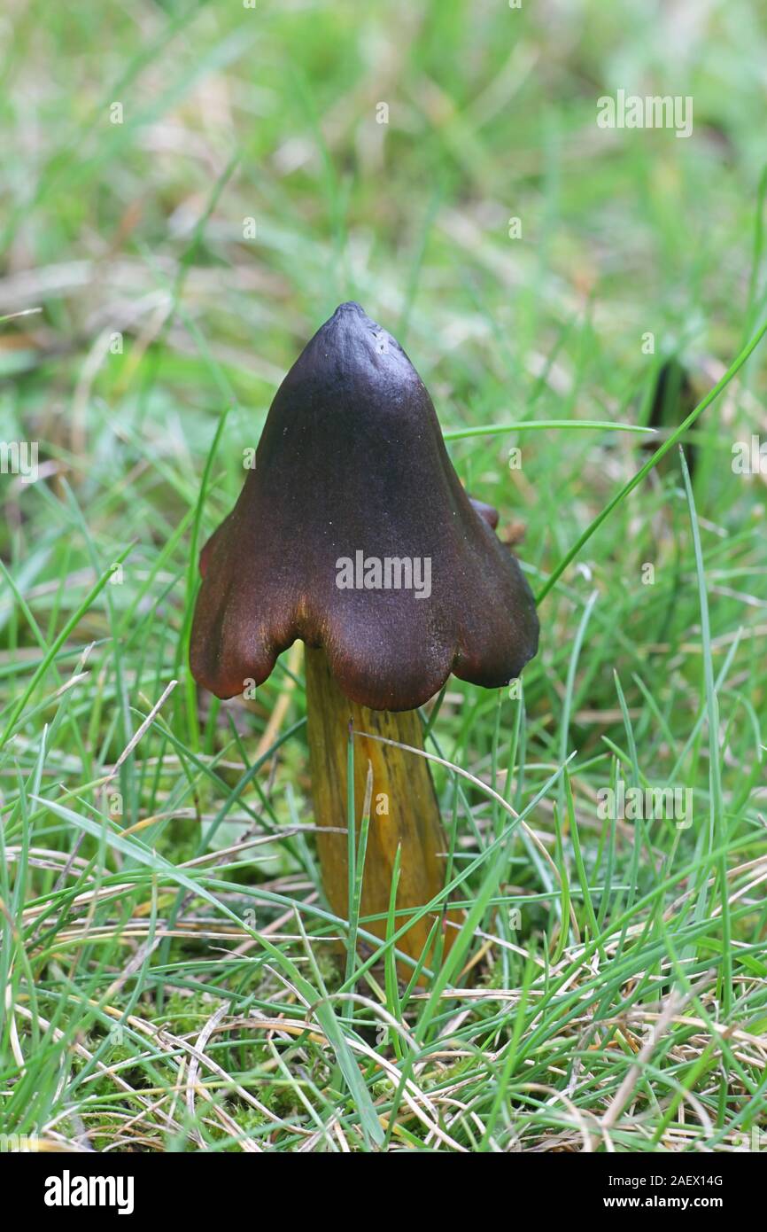 Hygrocybe conica, comunemente noto come la strega del cappello conico, tappo di cera o conici tappo viscido, funghi dalla Finlandia Foto Stock