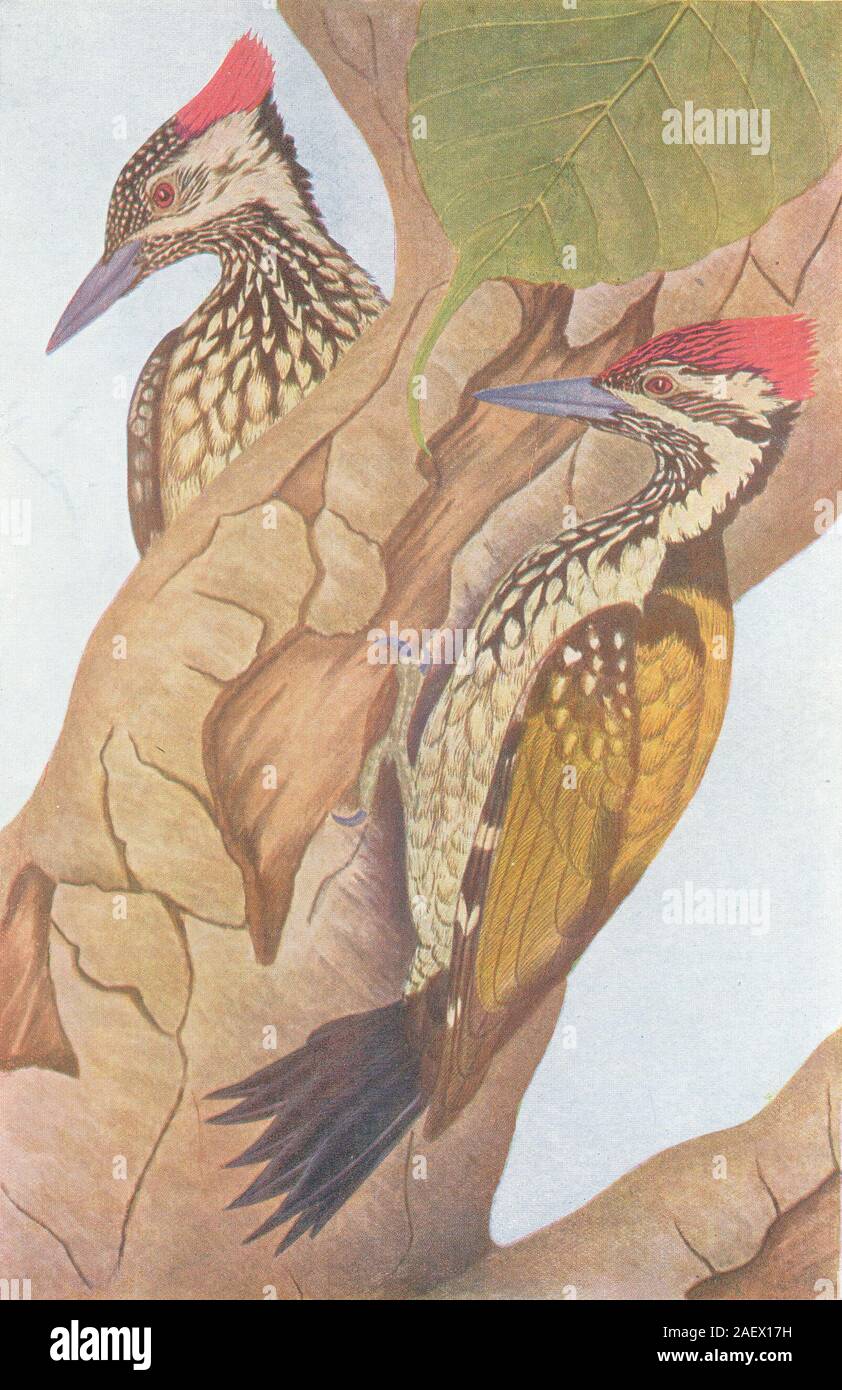 Gli uccelli di India. Northern golden-backed Woodpecker(Brachypternus aurantius) 1924 Foto Stock