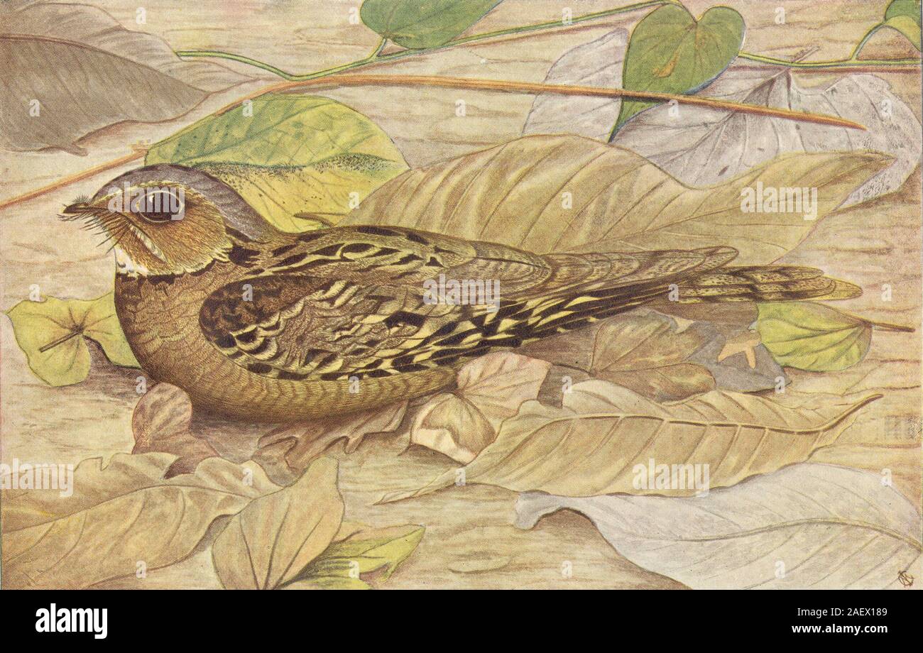 Gli uccelli di India. Long-tailed nightjar (Caprimulgus macrurus albonotatus) 1924 Foto Stock