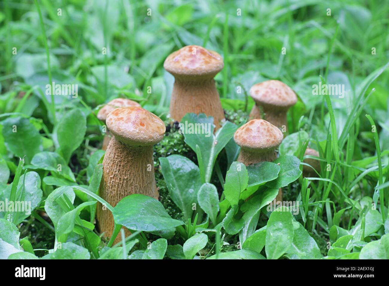 Phaeolepiota aurea, noto come golden bootleg o golden cap, funghi velenosi dalla Finlandia Foto Stock