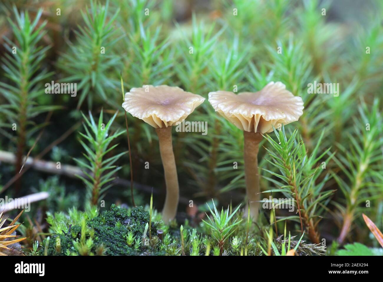Lichenomphalia umbellifera, un fungo lichenized chiamato Heath ombelico o Lichen Agaric, funghi dalla Finlandia Foto Stock