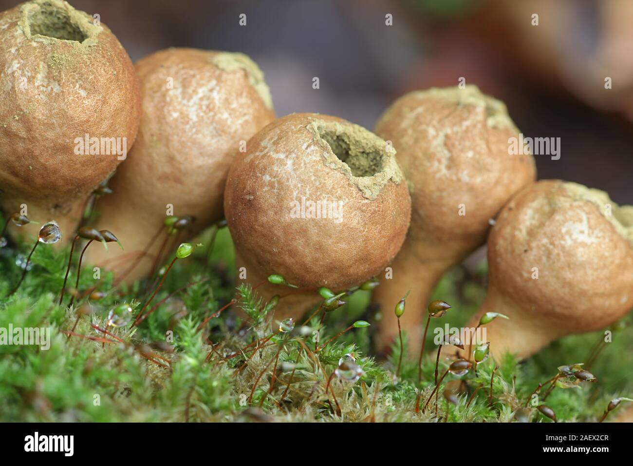 Lycoperdon pyriforme, noto come a forma di pera puffball o moncone puffball, funghi selvatici dalla Finlandia Foto Stock