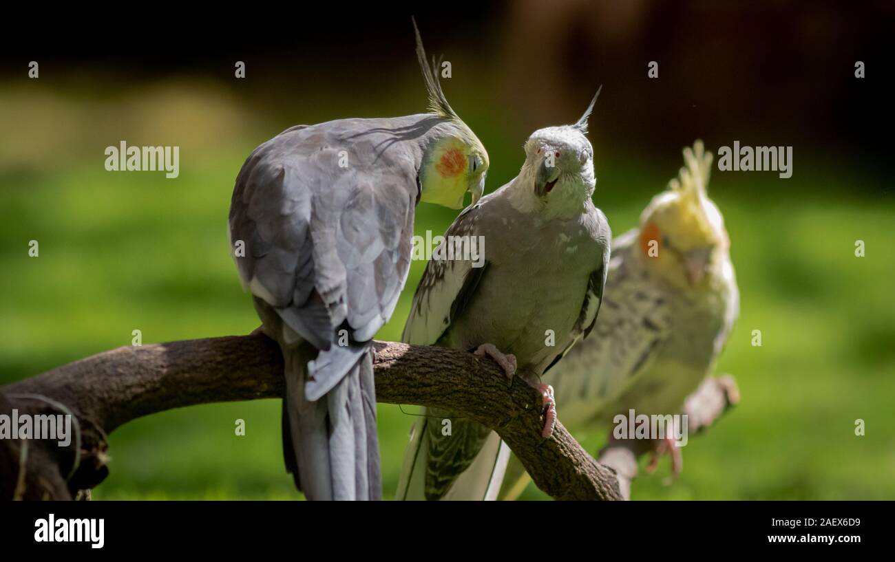 Gregge di cockatiel divertendosi arroccato sui prati in una luminosa giornata di sole Foto Stock