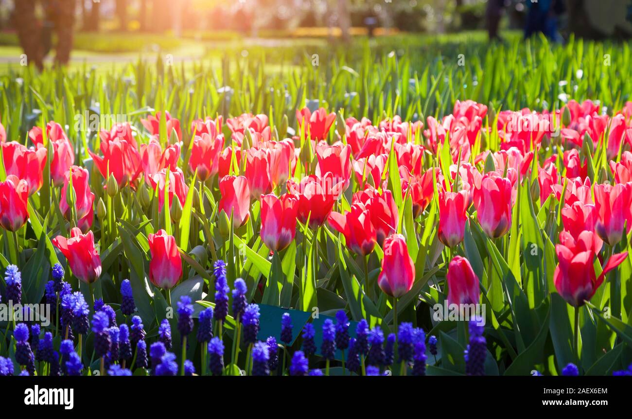 Rosa fresca tulipani nei Giardini Keukenhof incandescente dalla luce del sole di mattina. Splendida piscina di scena in Olanda, l'Europa. Foto Stock