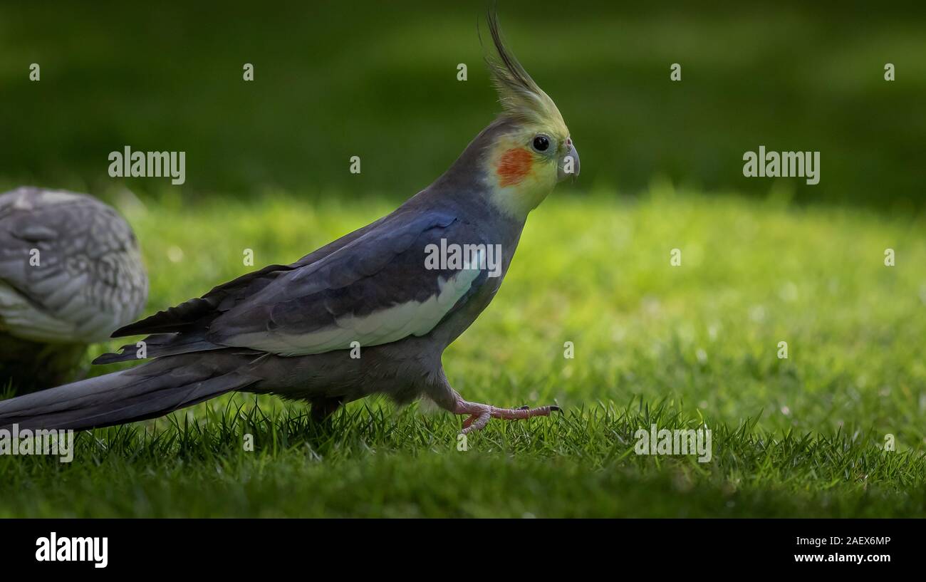 Grigio maschio cockatiel camminando sui prati in una luminosa giornata di sole Foto Stock