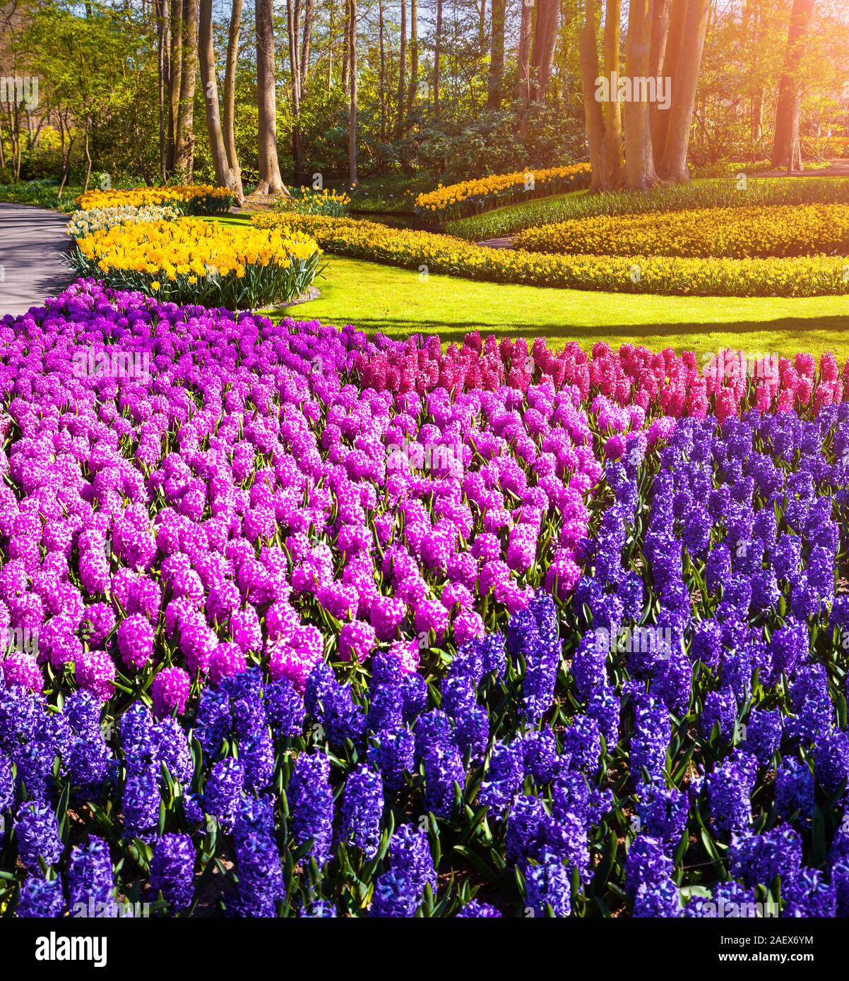 La fioritura dei fiori di giacinto in giardini Keukenhof. Soleggiato scena all'aperto nei Paesi Bassi, l'Europa. Foto Stock