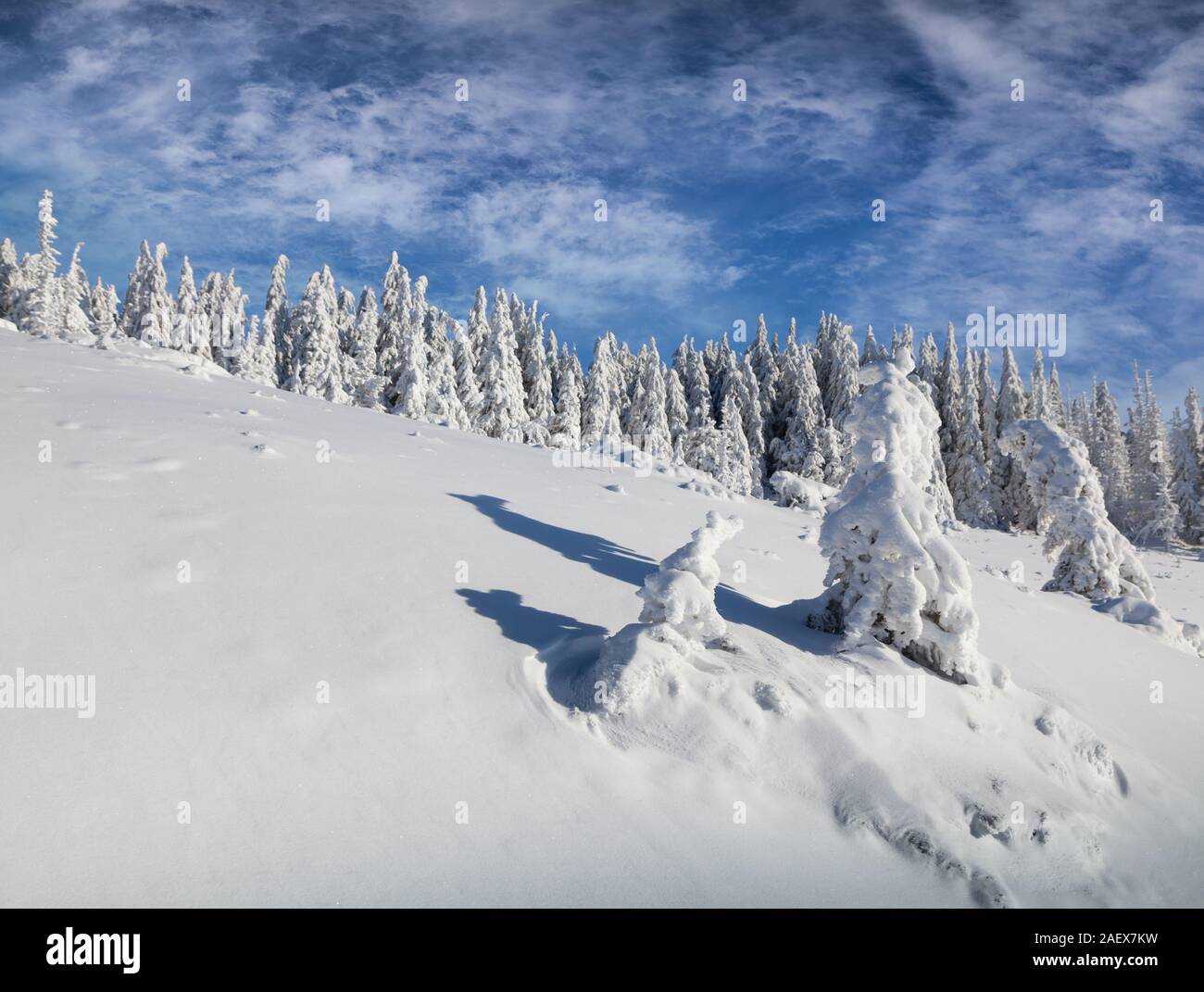 Sunny scena invernale in montagna foresta. Foto Stock