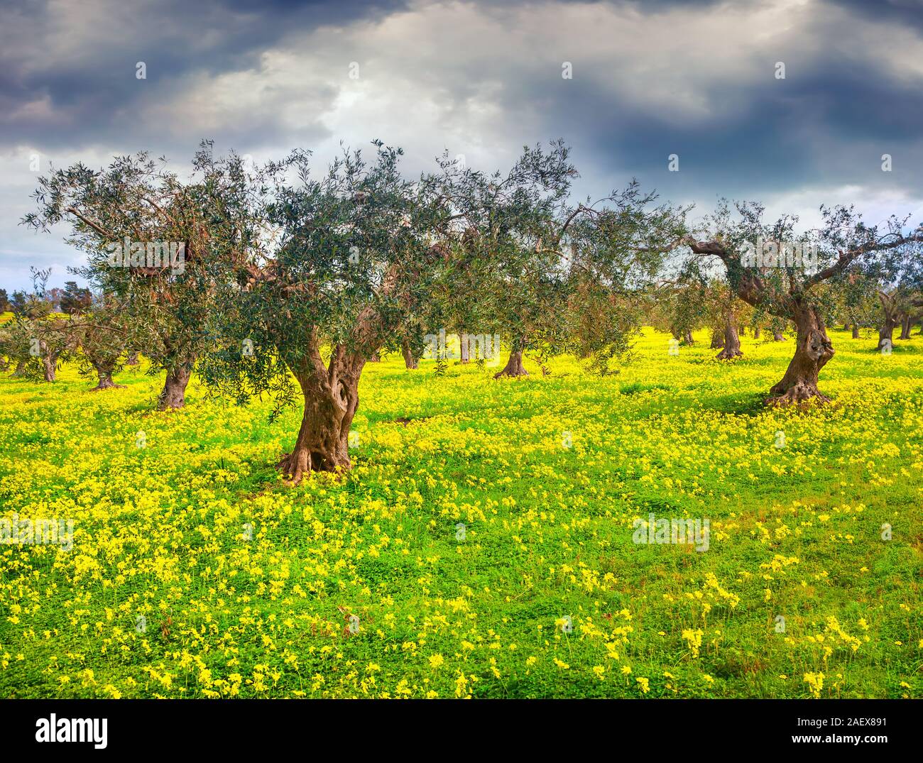 Molla di sole in scena il mandarino giardino con un tappeto di fiori gialli. Capo Milazzo, Sicilia, Italia, Europa. Foto Stock