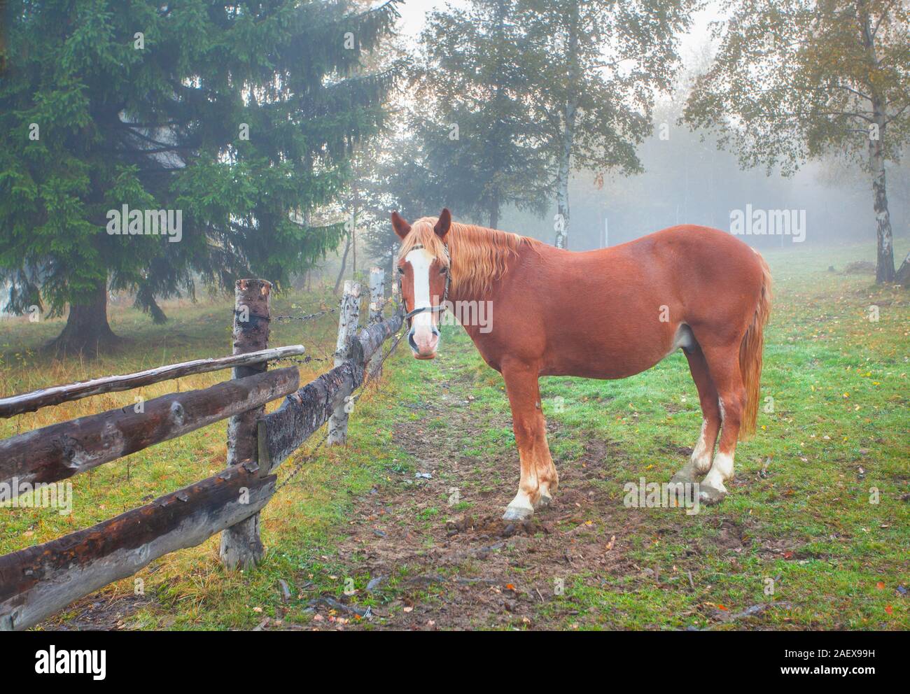 Lonely cavallo nella foresta di nebbia Foto Stock