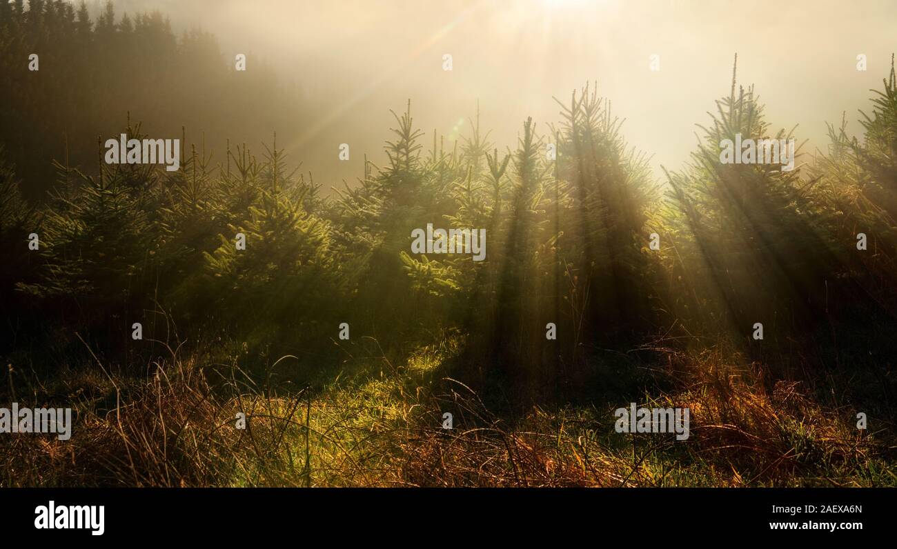 Abeti nella nebbia e sognanti luce con un umore più scuri, causato dai raggi di sole cadere attraverso di loro da dietro Foto Stock