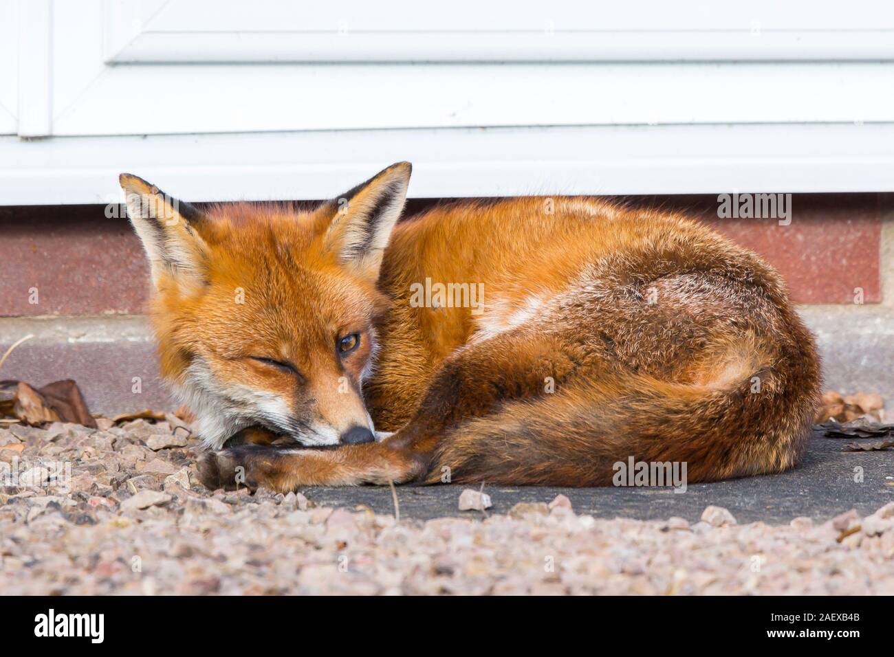 Volpe rossa urbana (Vulpes vulpes) all'aperto alla luce del giorno, rilassata al sole invernale nel giardino del Regno Unito, con un occhio chiuso chiuso come se si vedesse l'occhio! Foto Stock