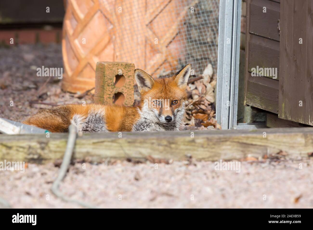 Close up wild, urban UK Red Fox (Vulpes vulpes) isolato in esterni con luce diurna, sdraiato in inverno il sole in un giardino del Regno Unito. Foto Stock
