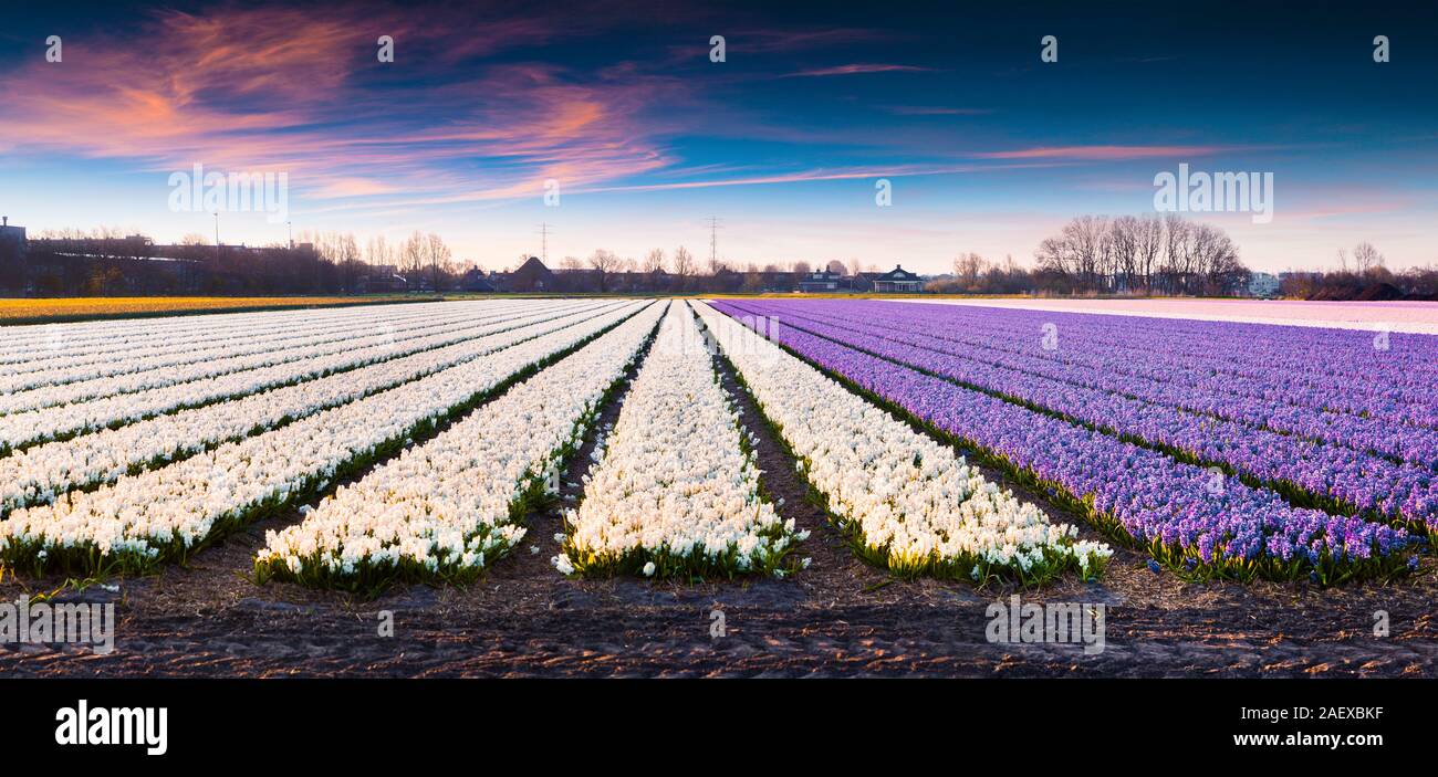Sunrise colorati con campi di giacinto fiore fiori. Splendida piscina di scena in Olanda, l'Europa. Foto Stock