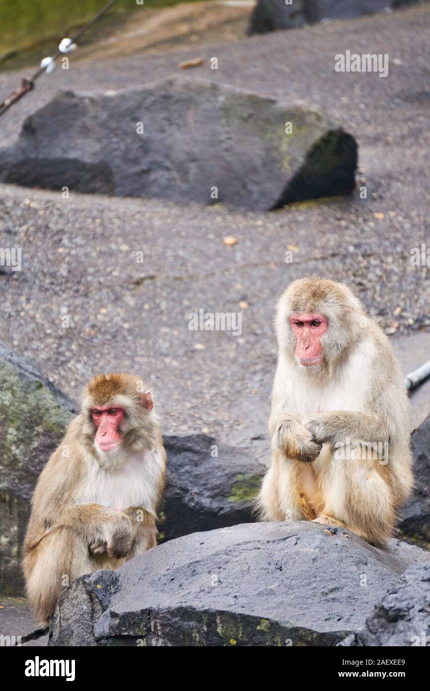 Due macachi giapponesi (scimmia della neve, fuscata di Macaca), di faccia rossa, si siedono in cattività al Kusatsu Tropical Wonderland a Kusatsu, Gunma, Giappone. Foto Stock