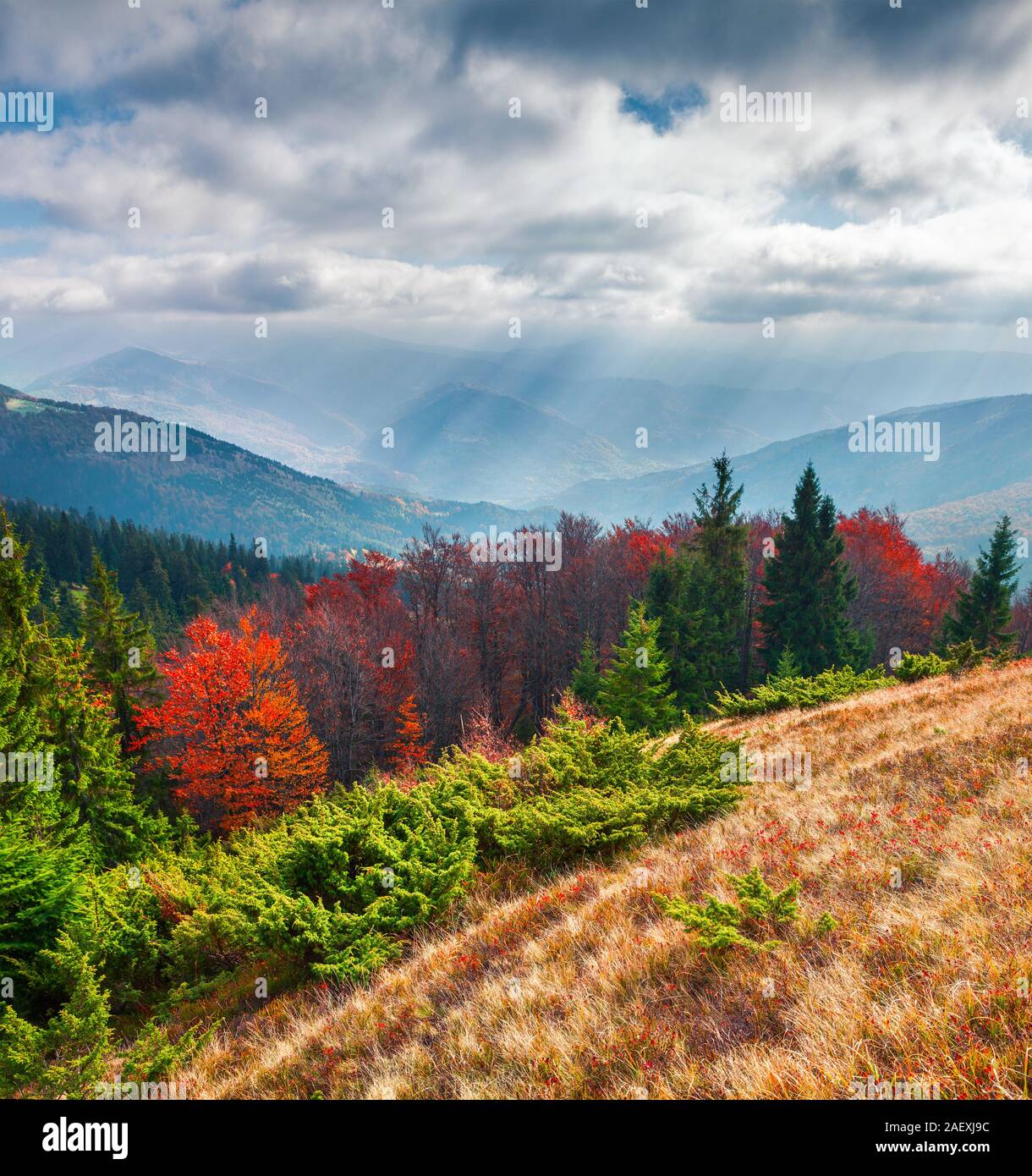 Splendida piscina di scena nelle montagne dei Carpazi. Colorato paesaggio autunnale sul Svydovets mountain range, Transcarpazia, Ucraina, l'Europa. Arti Foto Stock