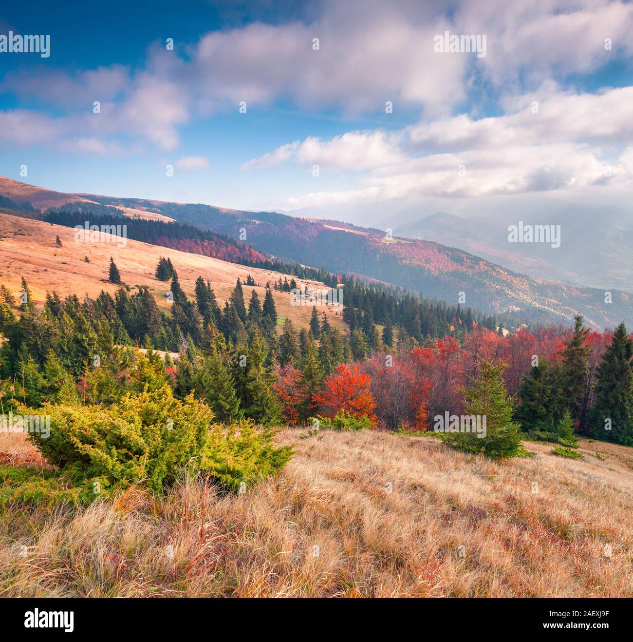 Splendida piscina di scena nelle montagne dei Carpazi. Colorato paesaggio autunnale sul Svydovets mountain range, Transcarpazia, Ucraina, l'Europa. Arti Foto Stock