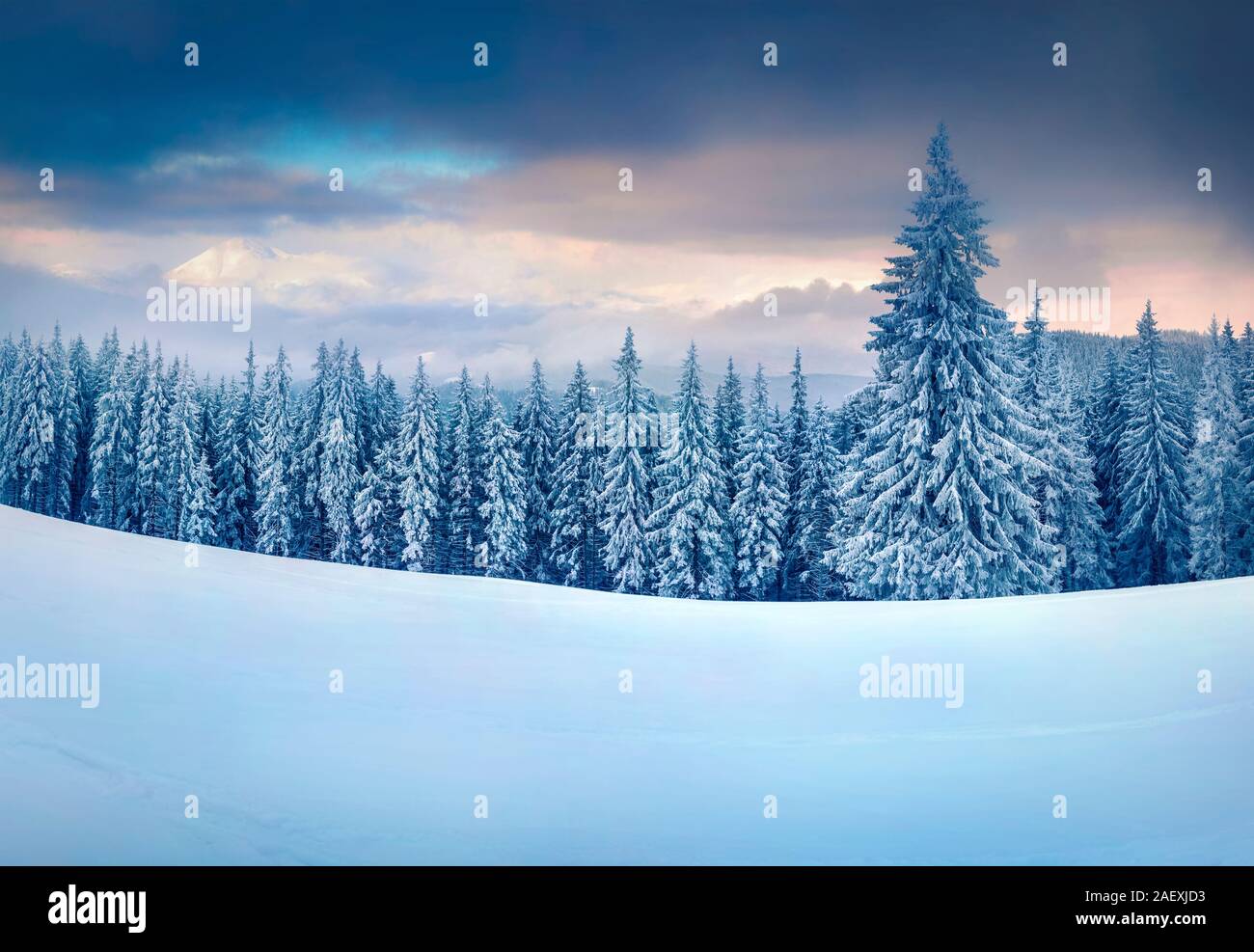 Incredibile scena di Natale in montagna. Colorata inverno mattina nella mattinata nebbiosa. Carpazi parco nazionale, Ucraina, l'Europa. Stile artistico pos Foto Stock