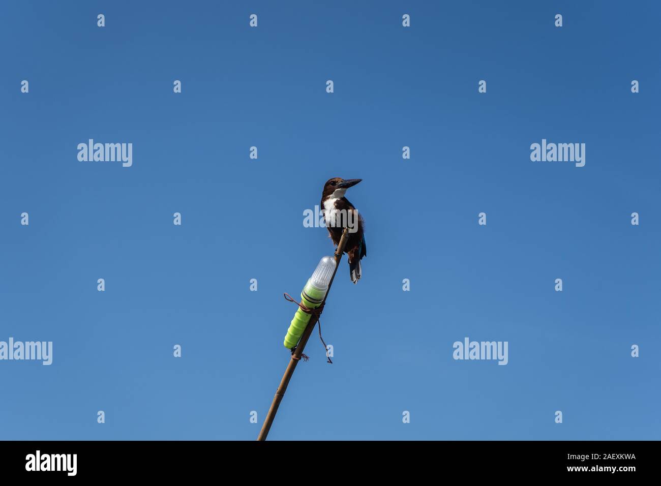 Il Kingfisher bird seduto su una pesca artigianale faro. Close-up. Foto Stock