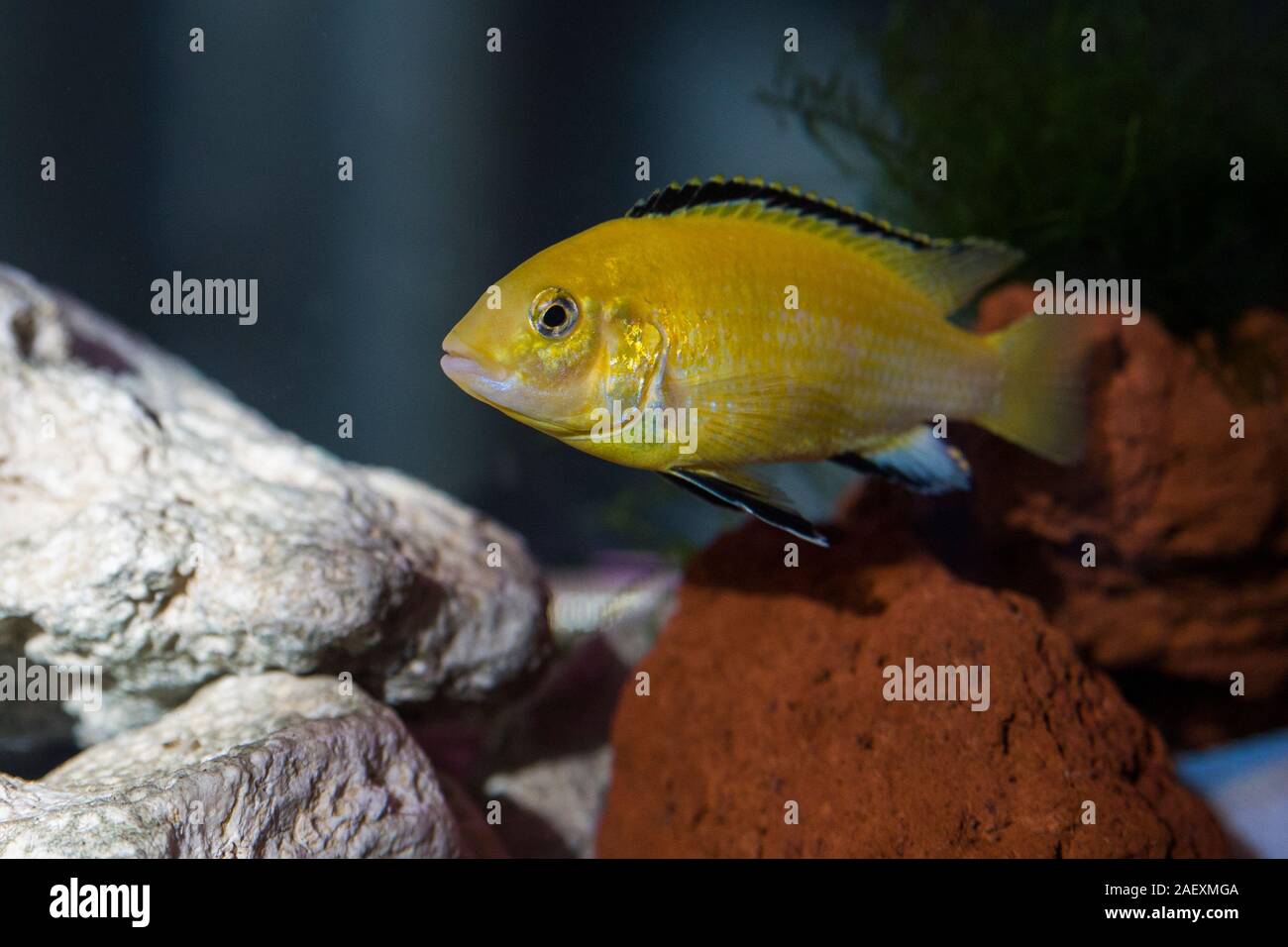 African Cichlids Aquarium Foto Stock