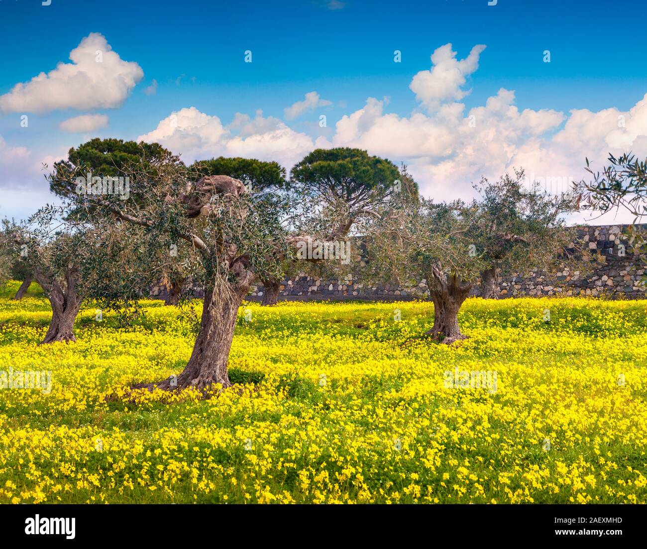 Sunny mattina di primavera nel giardino di mandarino con un tappeto di fiori gialli. Capo Milazzo, Sicilia, Italia, Europa. Foto Stock