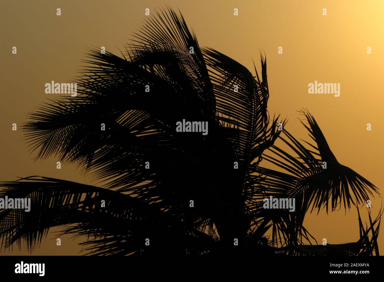 Palm tree al tramonto nel vento Foto Stock