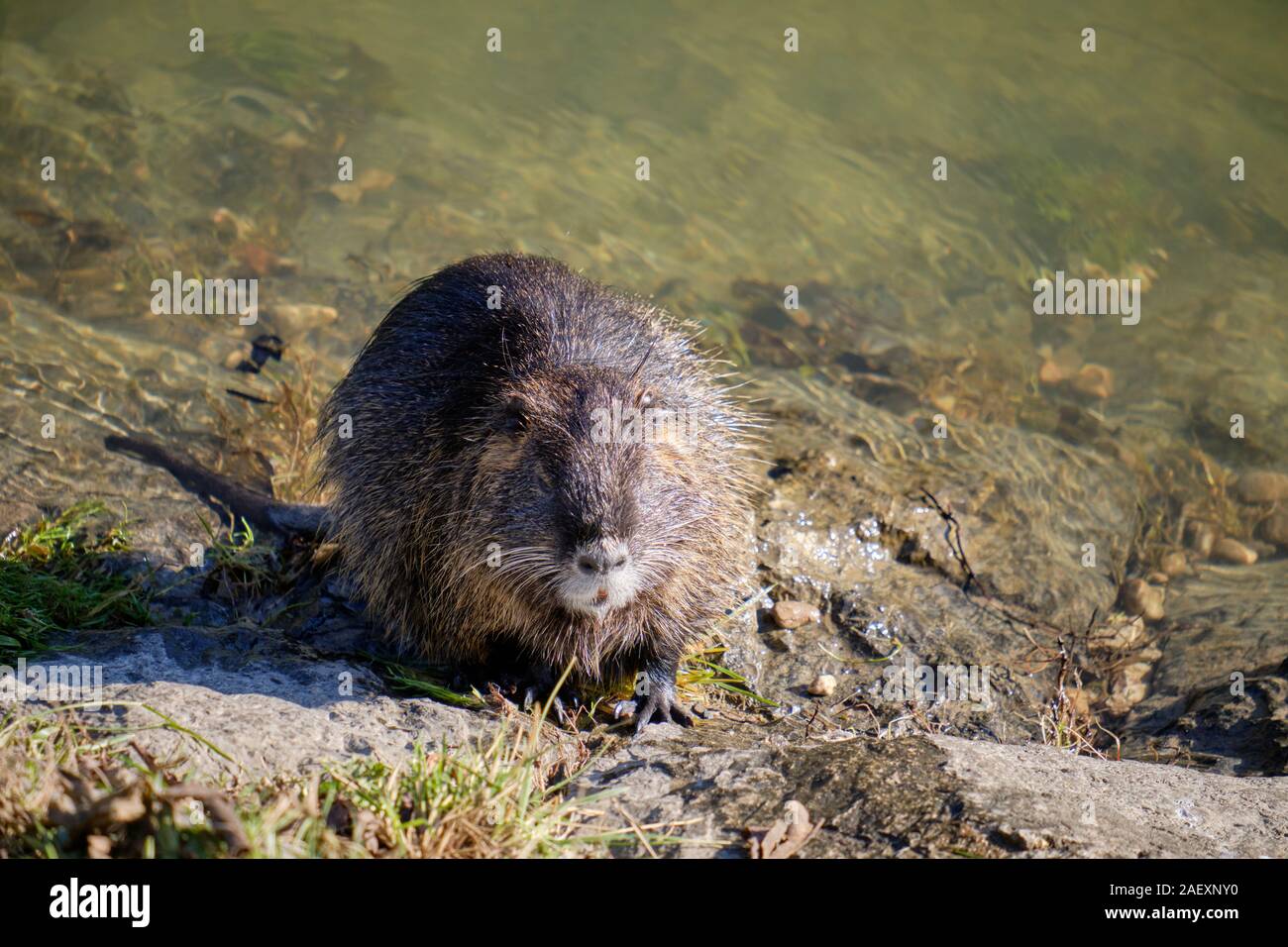 La nutria, conosciuta anche come coypu, si nidi nelle burrows lungo il fiume Ljubljanica. Originario del Sud America, fu introdotto in Europa per la sua pelliccia nel 20th secolo, e soprattutto predatore libero ha visto crescere la sua popolazione nella capitale slovena. È classificato come specie invasiva, anche se al momento non si trova di fronte ad alcun controllo. La nutria, essendo un erbivoro, si nutre di biomassa delle zone umide lungo la riva del fiume e, come un po', diventa un'attrazione Foto Stock