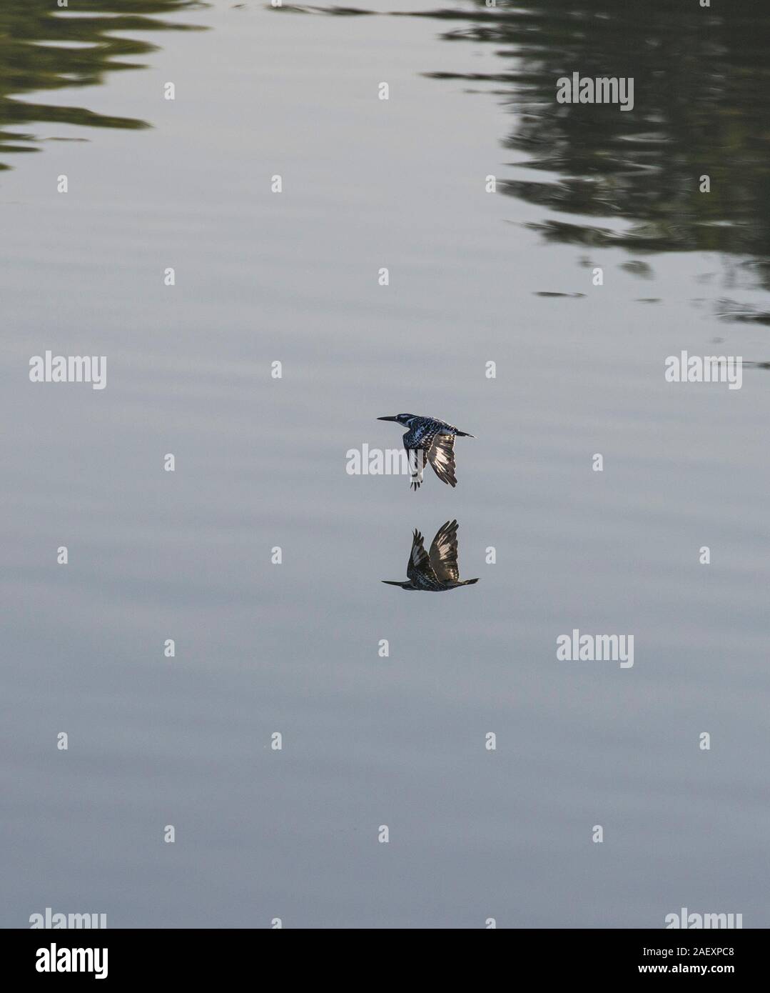 Pied kingfisher ceryle rudis uccello selvatico era arroccato su erba stick reed della banca di fiume palude Foto Stock