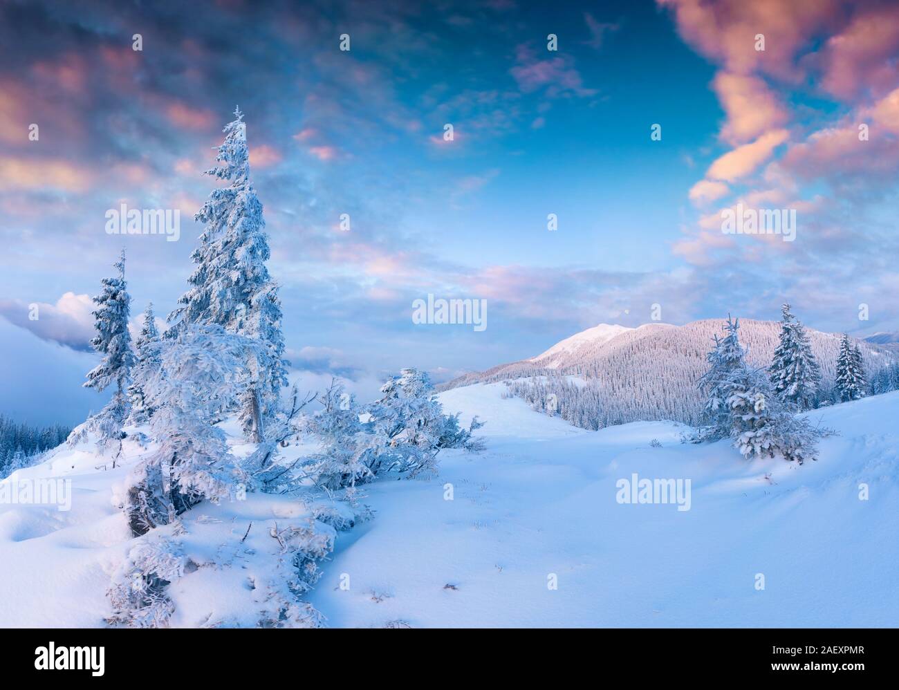 Incredibile scena di Natale in montagna. Inverno colorato sunrise nella mattinata nebbiosa. Carpazi parco nazionale, Ucraina, l'Europa. Stile artistico pos Foto Stock