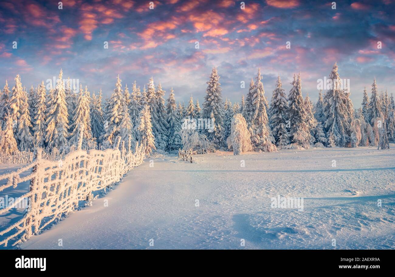 Splendida la scena di Natale in montagna foresta alla mattina di sole. Inverno colorato sunrise nei Carpazi, Ucraina, l'Europa. Stile artistico post pro Foto Stock