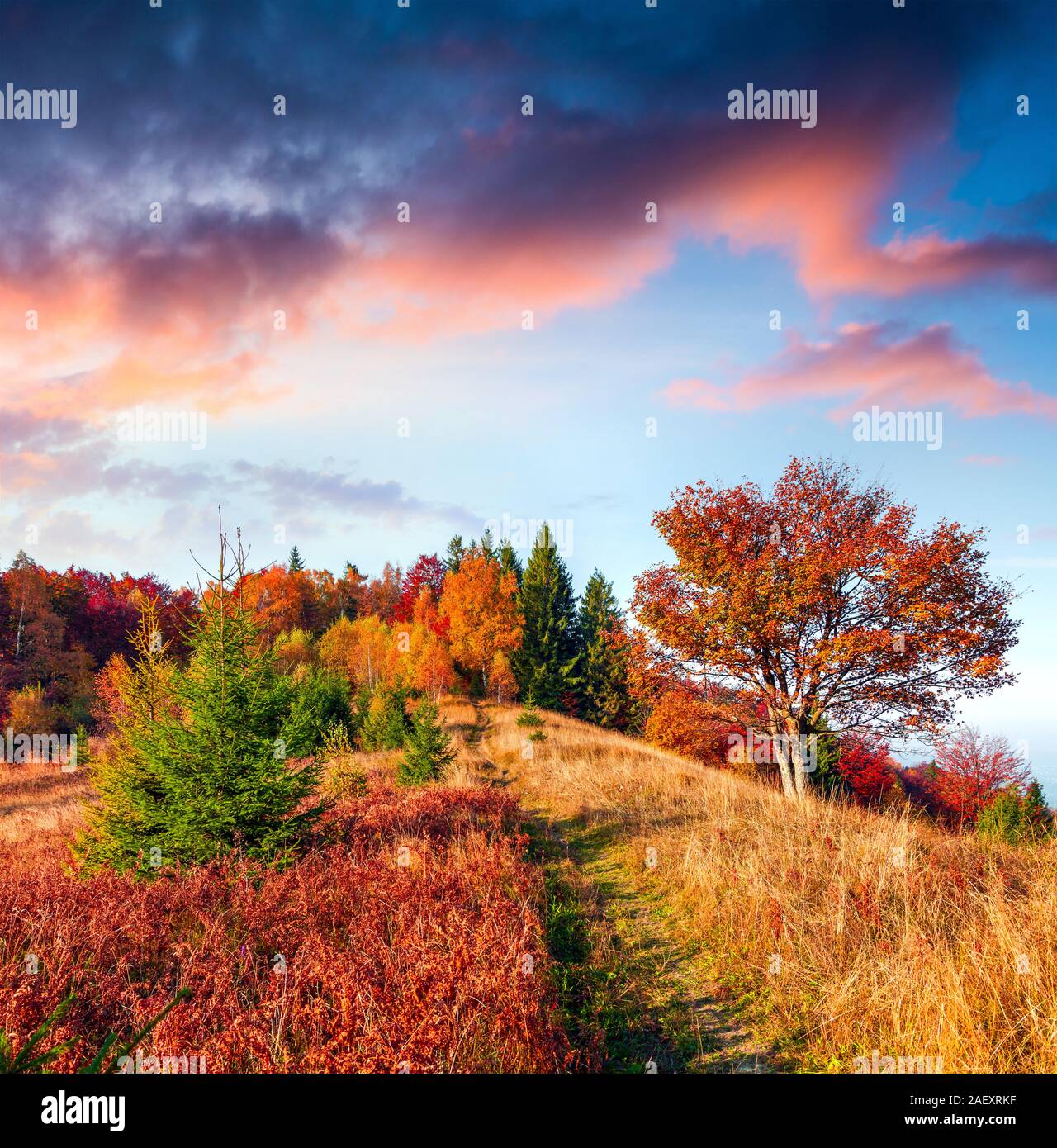 Mattina colorate in scena nei Carpazi. Drammatico autunno sunrise nelle foreste di montagna, Ucraina, l'Europa. Stile artistico post elaborati foto. Foto Stock