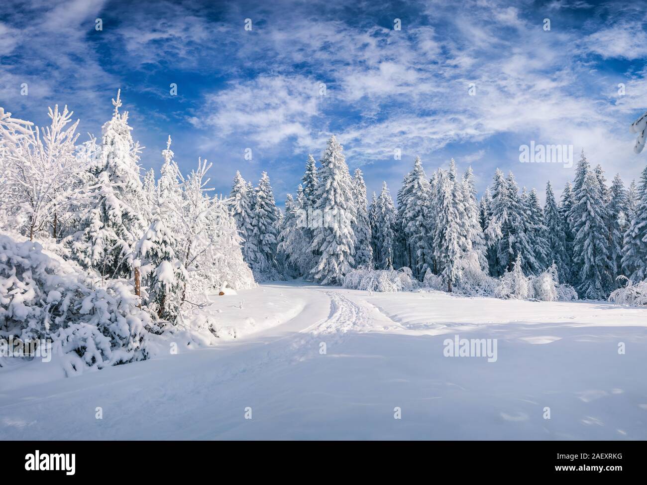 Splendida la scena di Natale nelle foreste di montagna a giornata di sole. Incantevole paesaggio invernale dei Carpazi, Ucraina, l'Europa. Stile artistico post proc Foto Stock