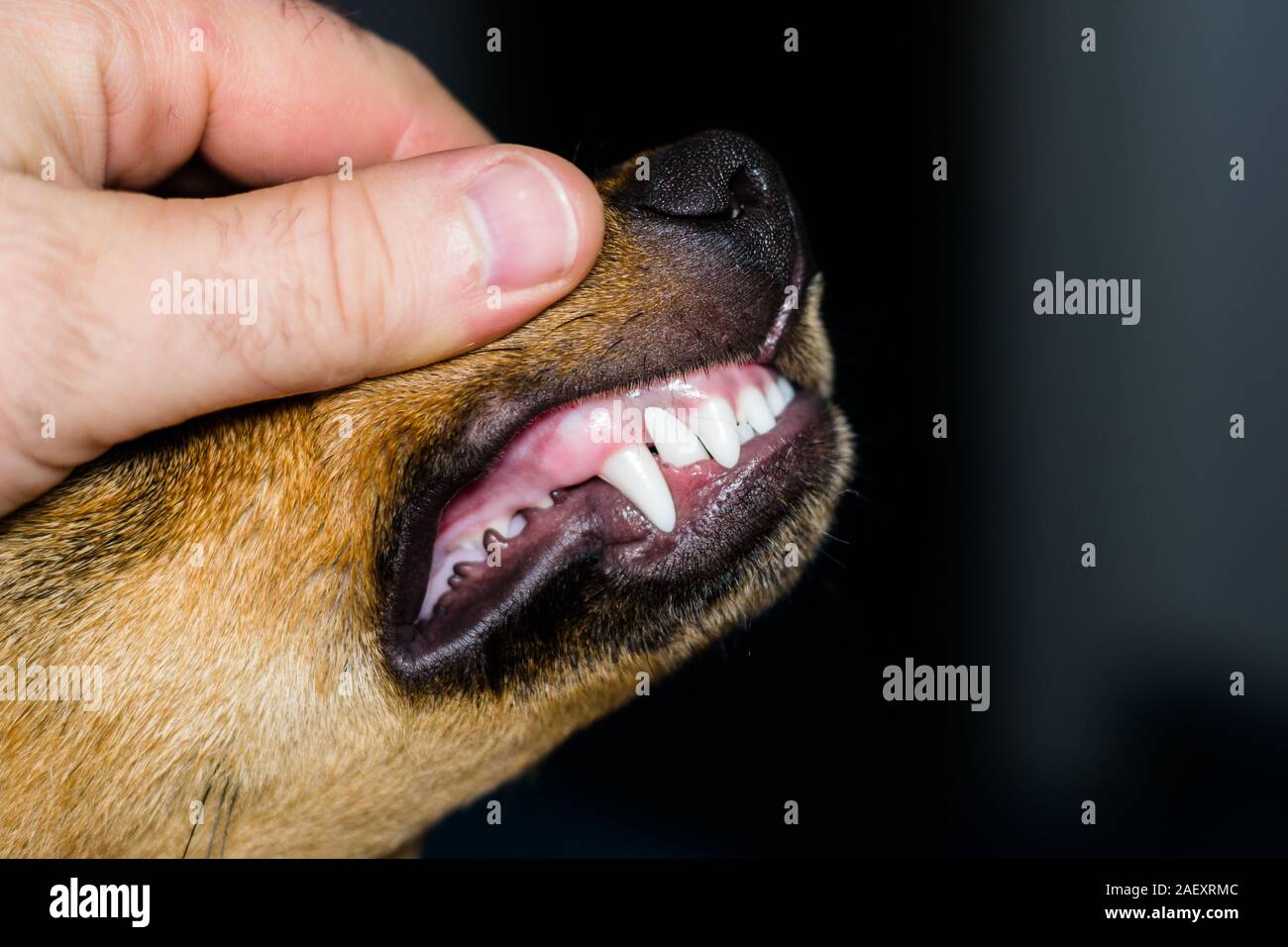 I nuovi denti di cane a sei mesi Foto Stock