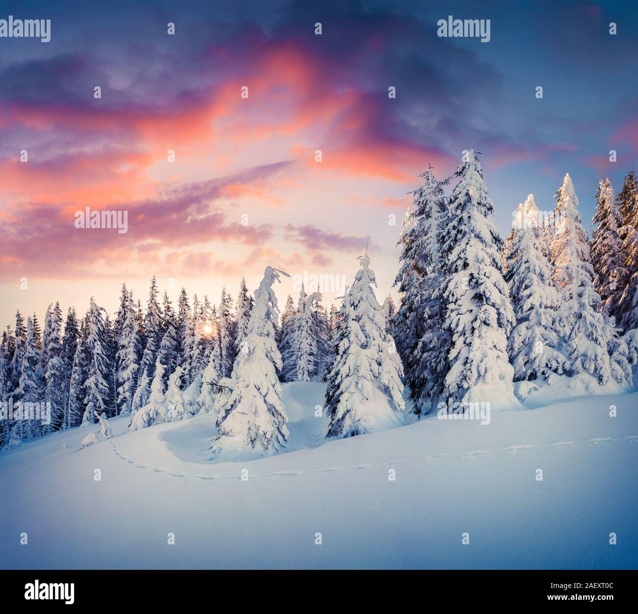 Splendida la scena di Natale nelle foreste di montagna. Inverno colorato sunrise nei Carpazi, Ucraina, l'Europa. Stile artistico post elaborati foto. Foto Stock