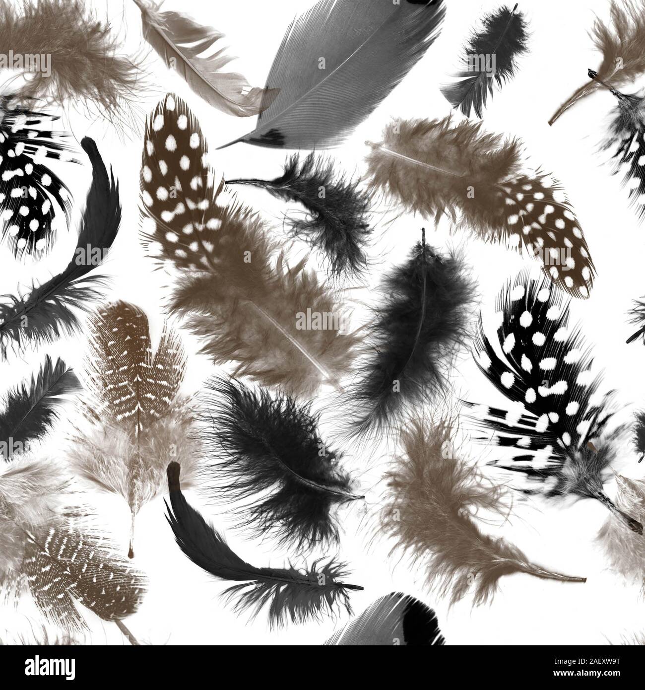 Modello di piume.perfetta ripetizione texture animale. Sfondo naturale.Gli uccelli di piuma. - Illustrazione Foto Stock