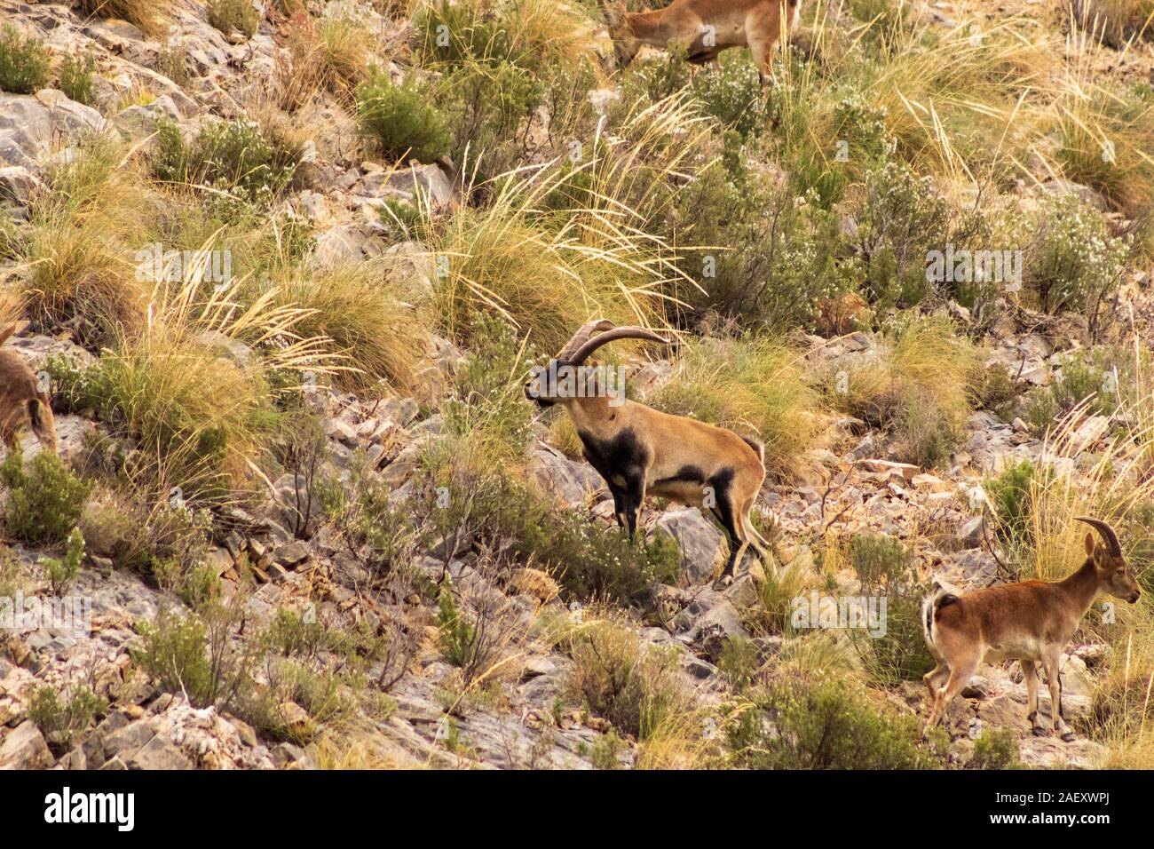 Capra pyrenaica pyrenaica, Southeastern spagnolo stambecchi pascolano sul fianco della montagna Foto Stock