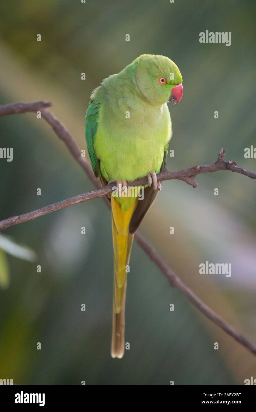 Indian Ring-Necked pappagalli a ponte Kadugodi Bangalore in India Foto Stock