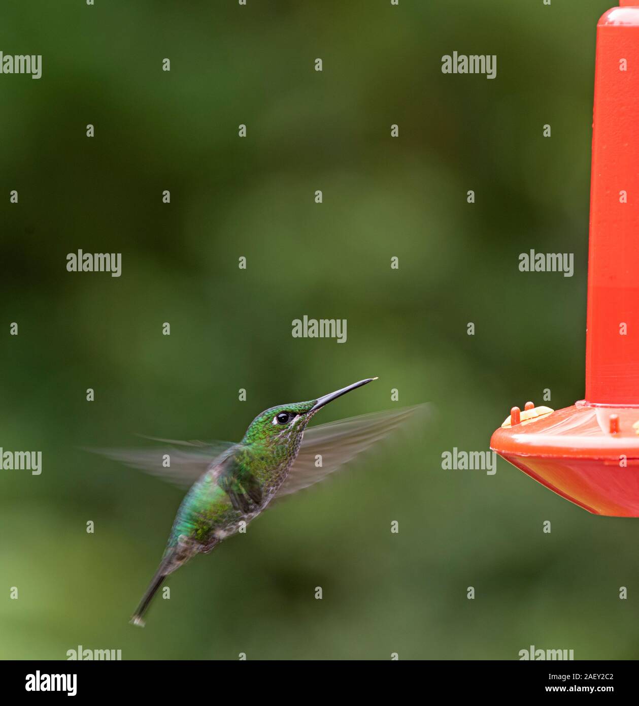 Verde brillante incoronato Hummingbird: Heliodoxa jacula. Costa Rica. Alimentatore a. Foto Stock