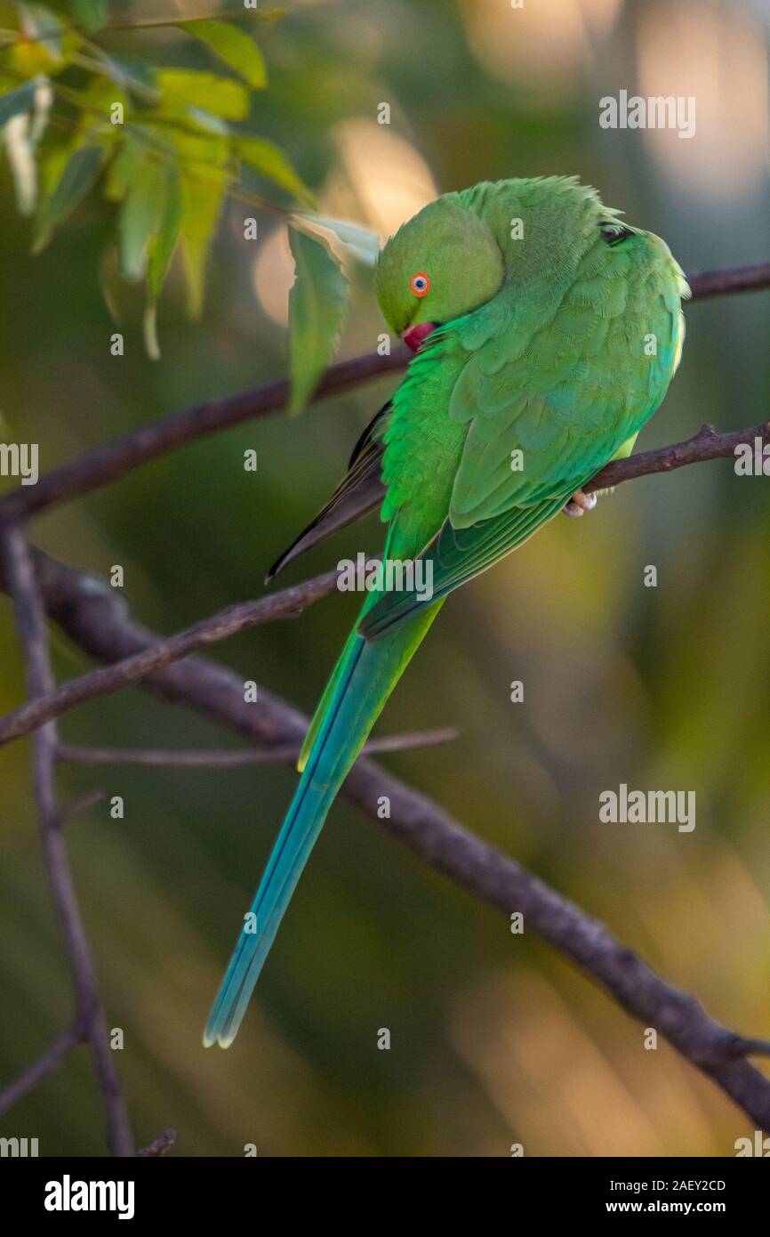 Indian Ring-Necked pappagalli a ponte Kadugodi Bangalore in India Foto Stock