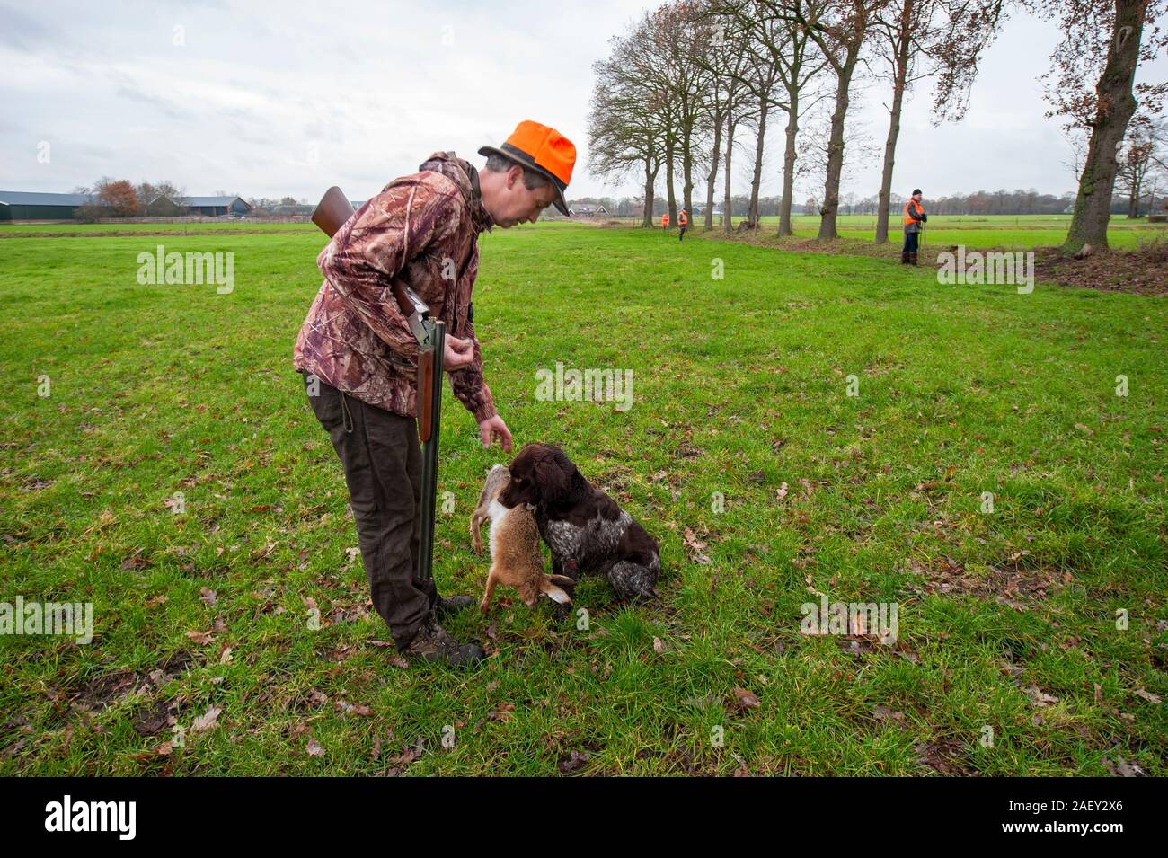 REUTUM, PAESI BASSI - Dic 07, 2019: un cane porta una lepre morto al suo proprietario solo ciò che è stato girato da lui. Foto Stock