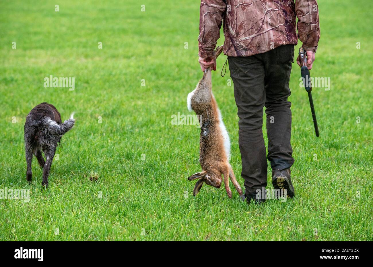 Un cacciatore con il suo cane e una lepre morta che è appena stato girato da lui. Foto Stock