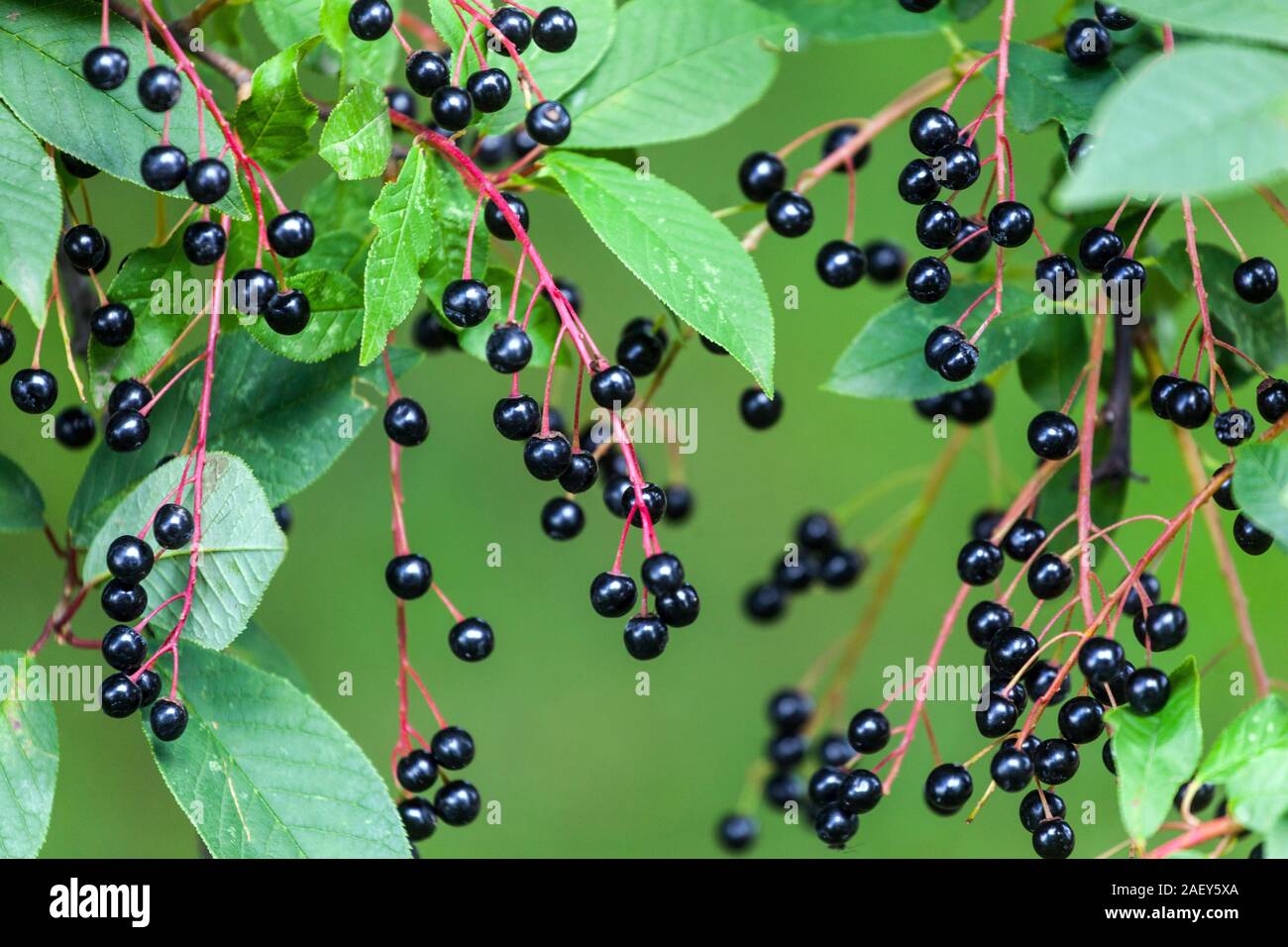 Prunus padus berries Bird Cherry Foto Stock