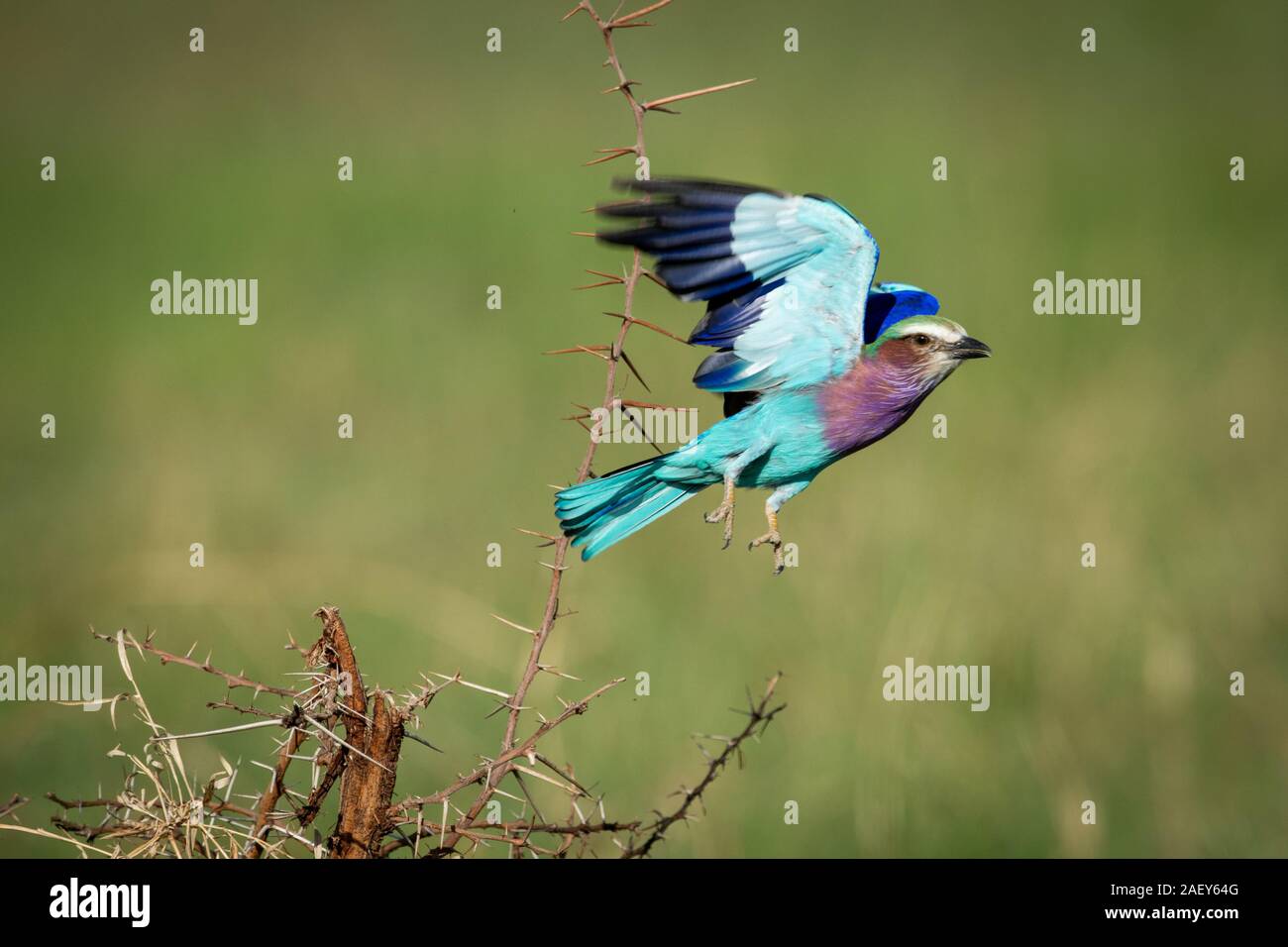 Lilla-rullo contraffacciate vola lontano dal ramo spinoso Foto Stock