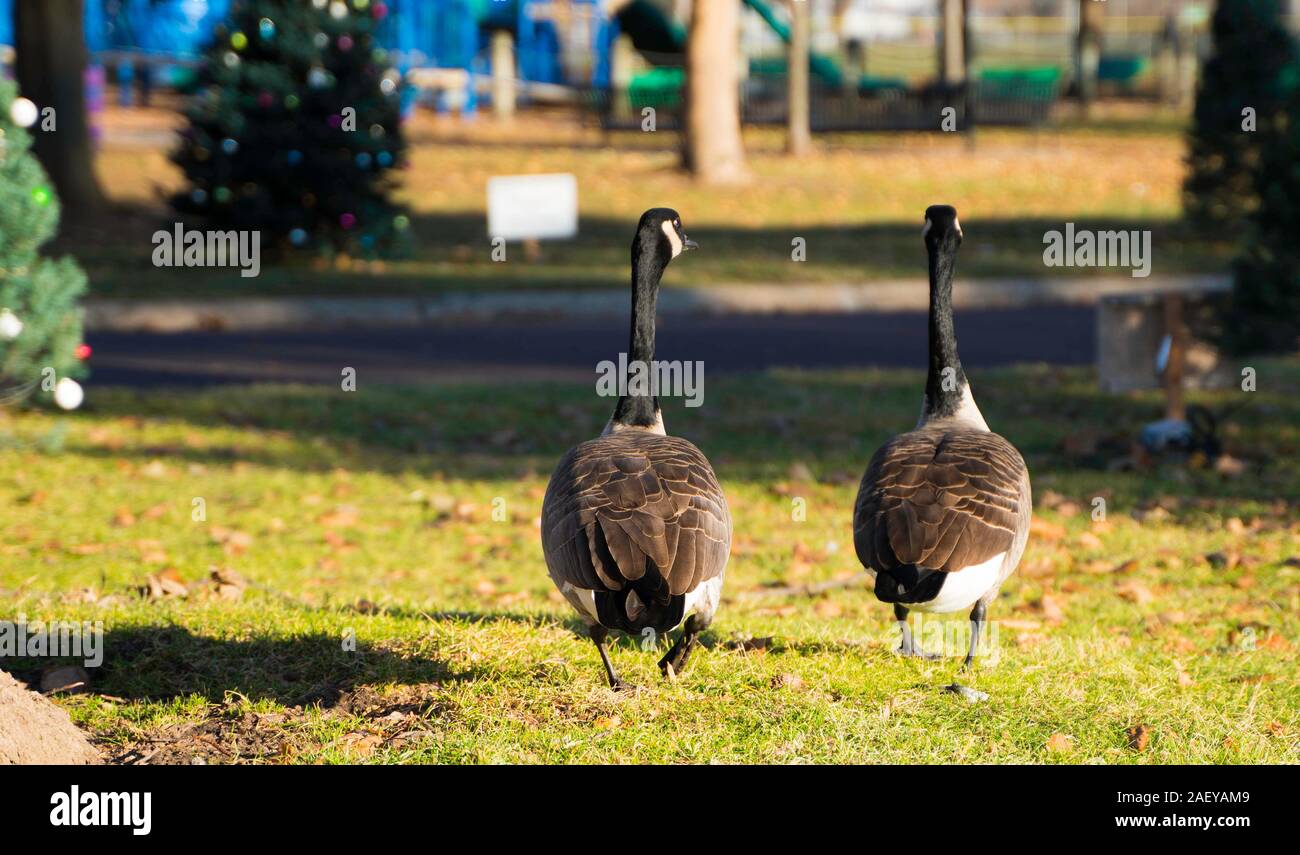 Pekin central park Foto Stock