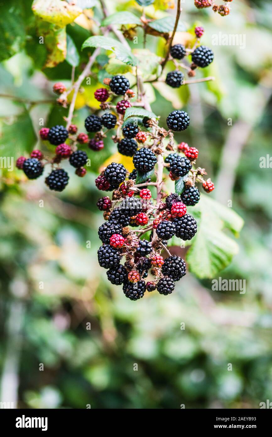 Un cluster di più mature blackberry Rubus frutti intervallati con rosso di bacche di maturazione su un rovo stelo in una siepe britannico Foto Stock