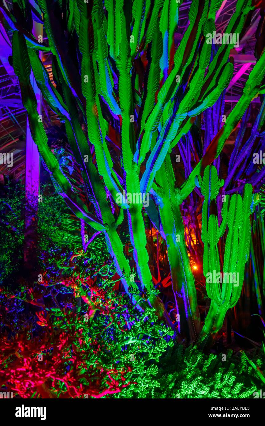 Cactus colorati in serra al Glow 2019, RHS Wisley vicino a Woking, Surrey, annuale appuntamento stagionale di illuminazioni nei giardini botanici Foto Stock
