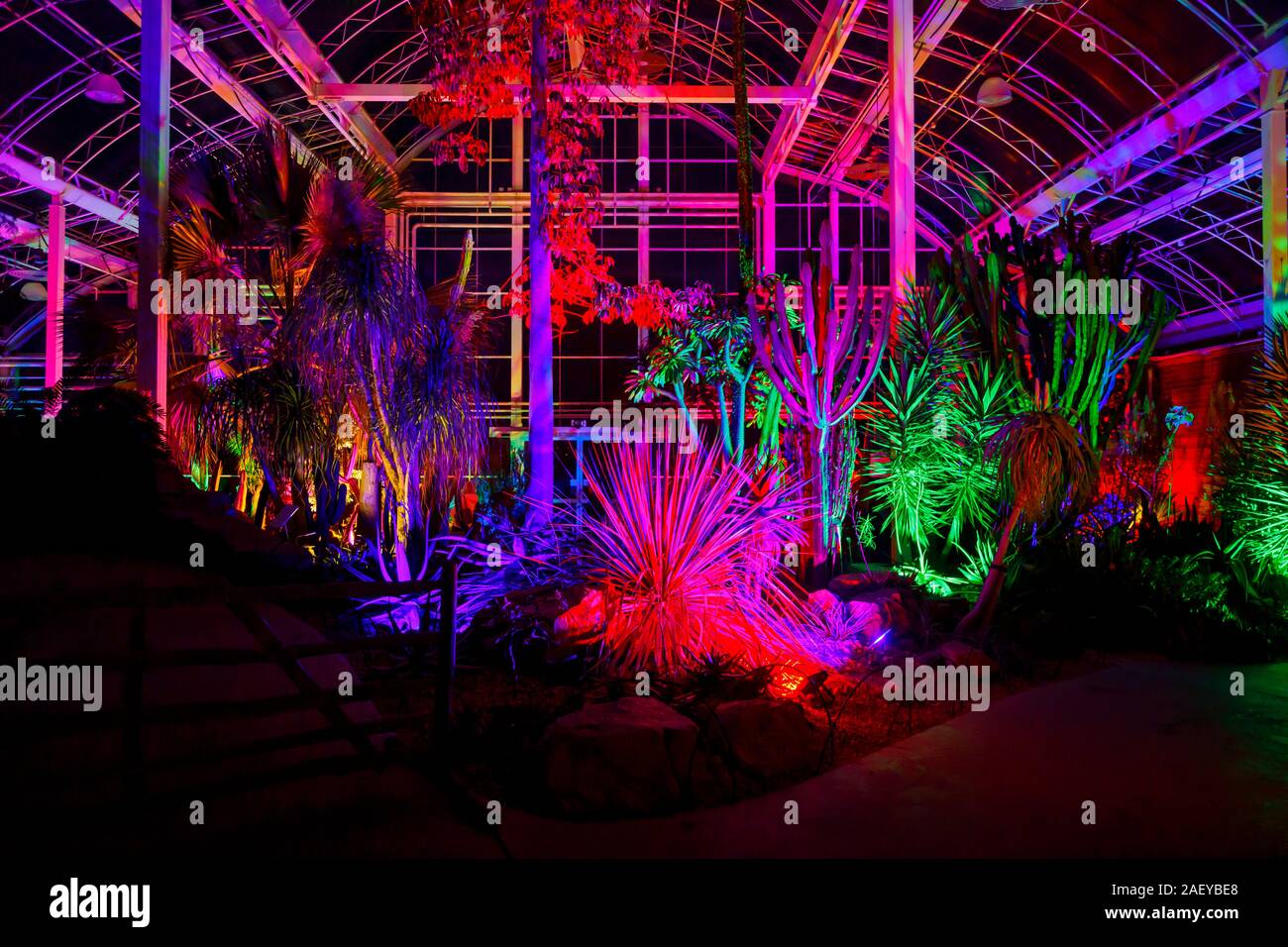 Esotici e piante tropicali in serra al Glow 2019, RHS Wisley, Woking, Surrey, annuale appuntamento stagionale di Illuminazioni del giardino botanico Foto Stock