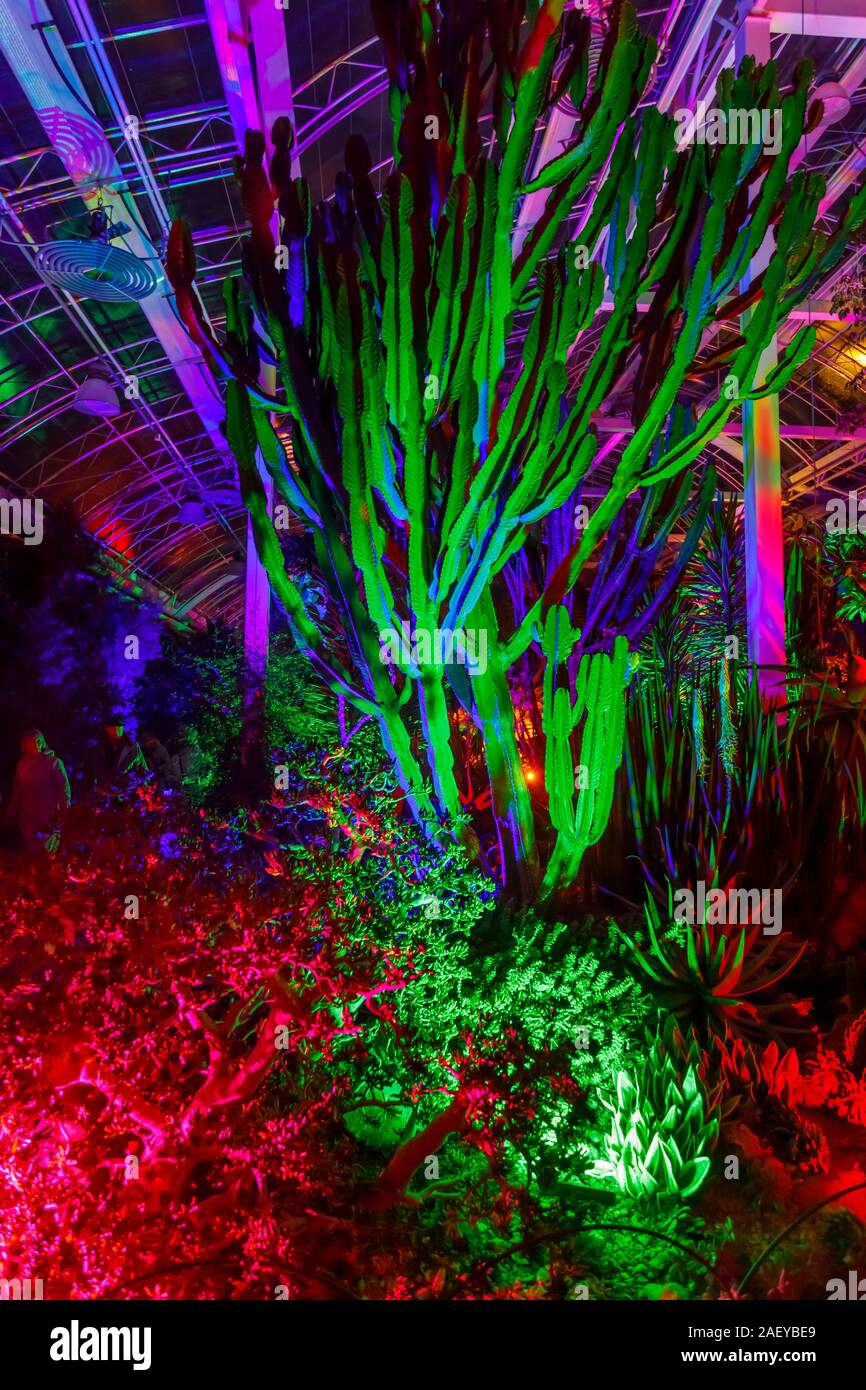 Cactus colorati in serra al Glow 2019, RHS Wisley vicino a Woking, Surrey, annuale appuntamento stagionale di illuminazioni nei giardini botanici Foto Stock